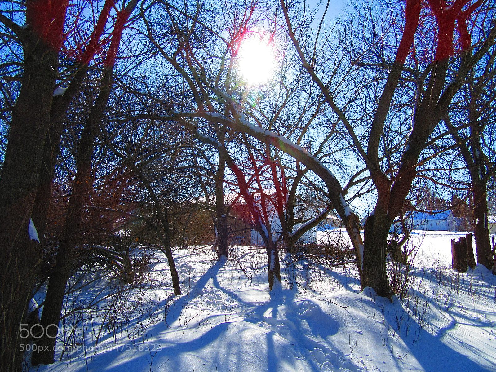 Canon PowerShot SX610 HS sample photo. Sun through winter trees photography