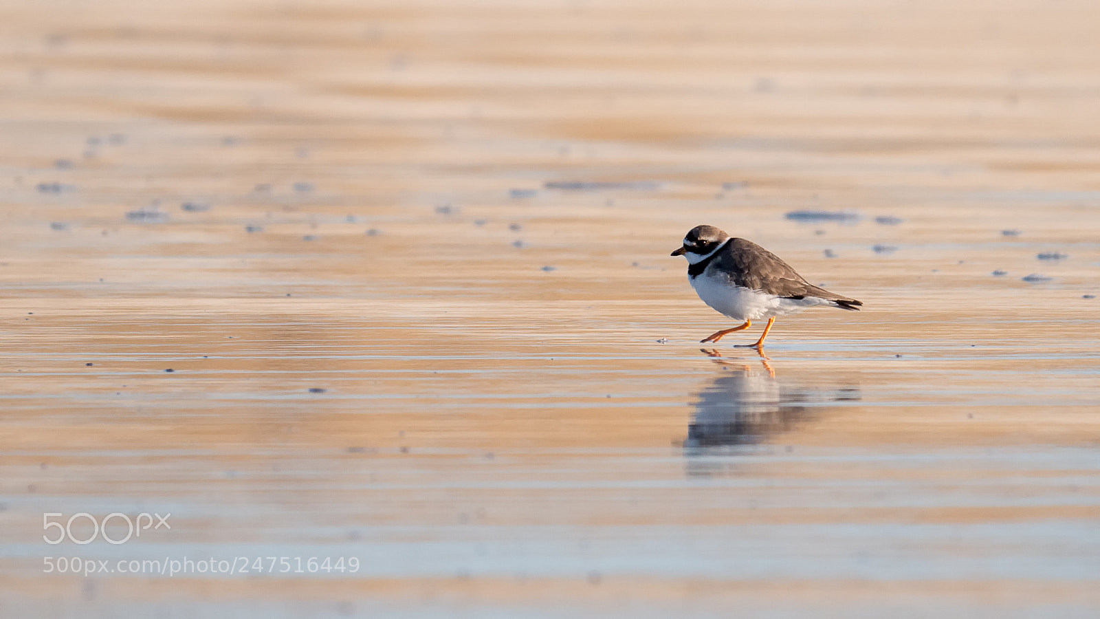 Panasonic Lumix DC-G9 sample photo. Ringed plover photography
