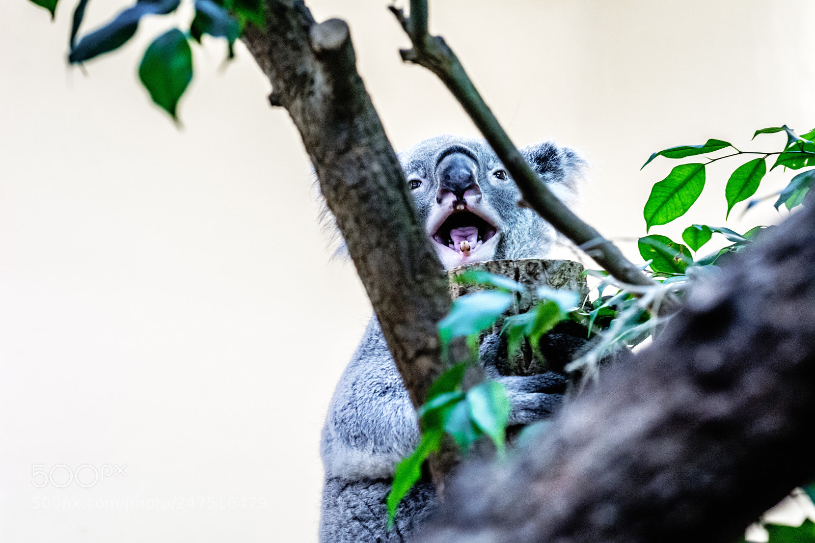 Nikon D7100 sample photo. Wirri wirri says hello photography