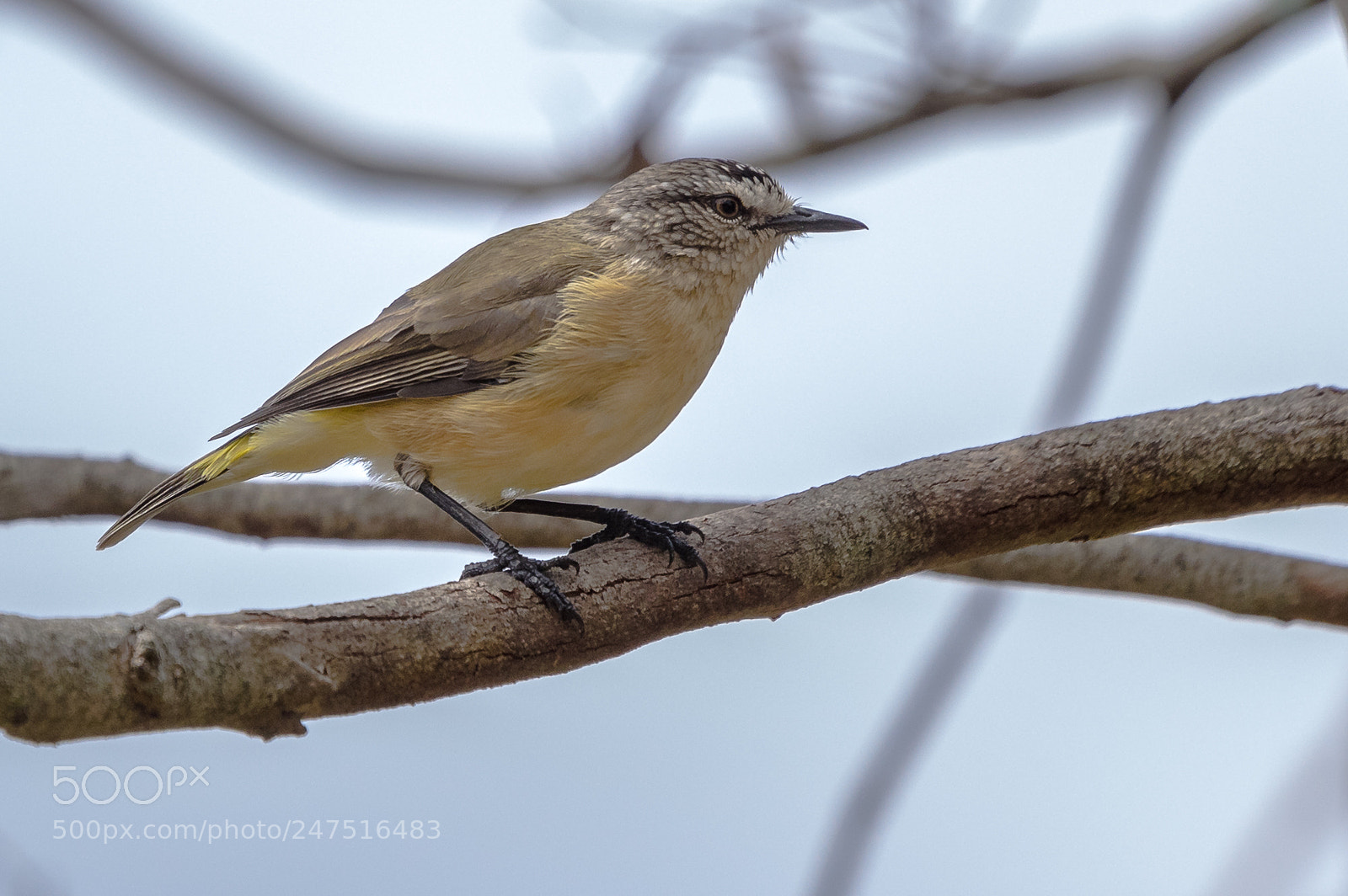 Pentax K-3 II sample photo. Yellow rumped thornbill photography