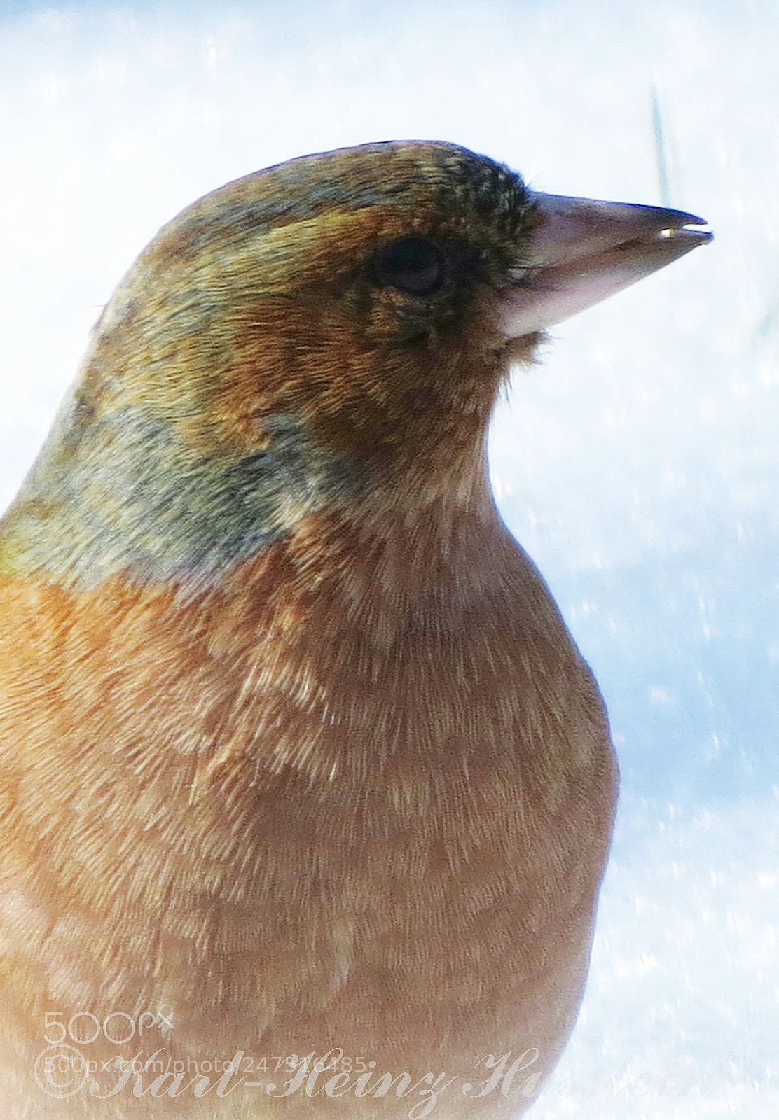 Canon PowerShot SX50 HS sample photo. Buchfink  	chaffinch pinzón photography