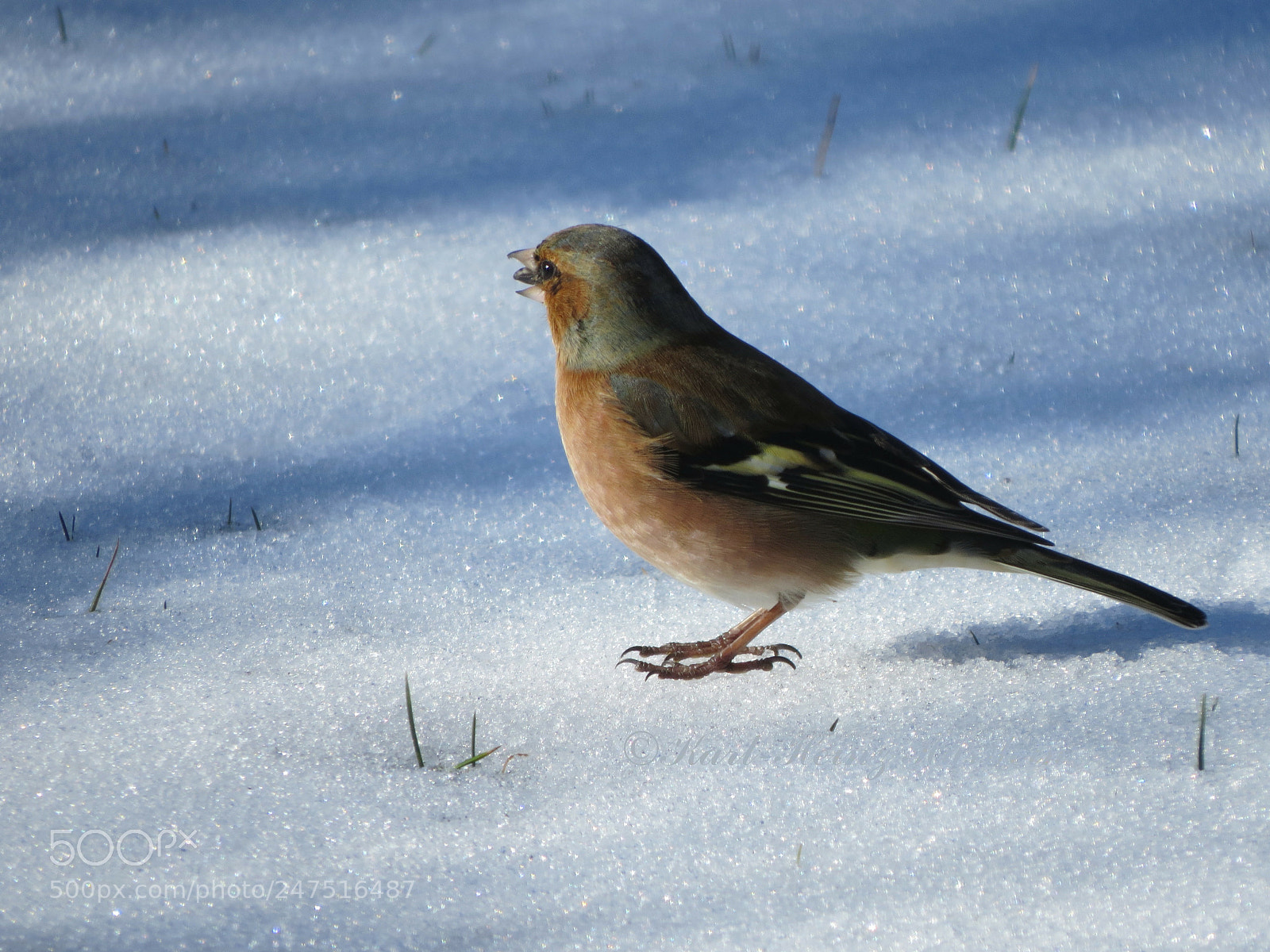 Canon PowerShot SX50 HS sample photo. Buchfink  	chaffinch pinzón photography