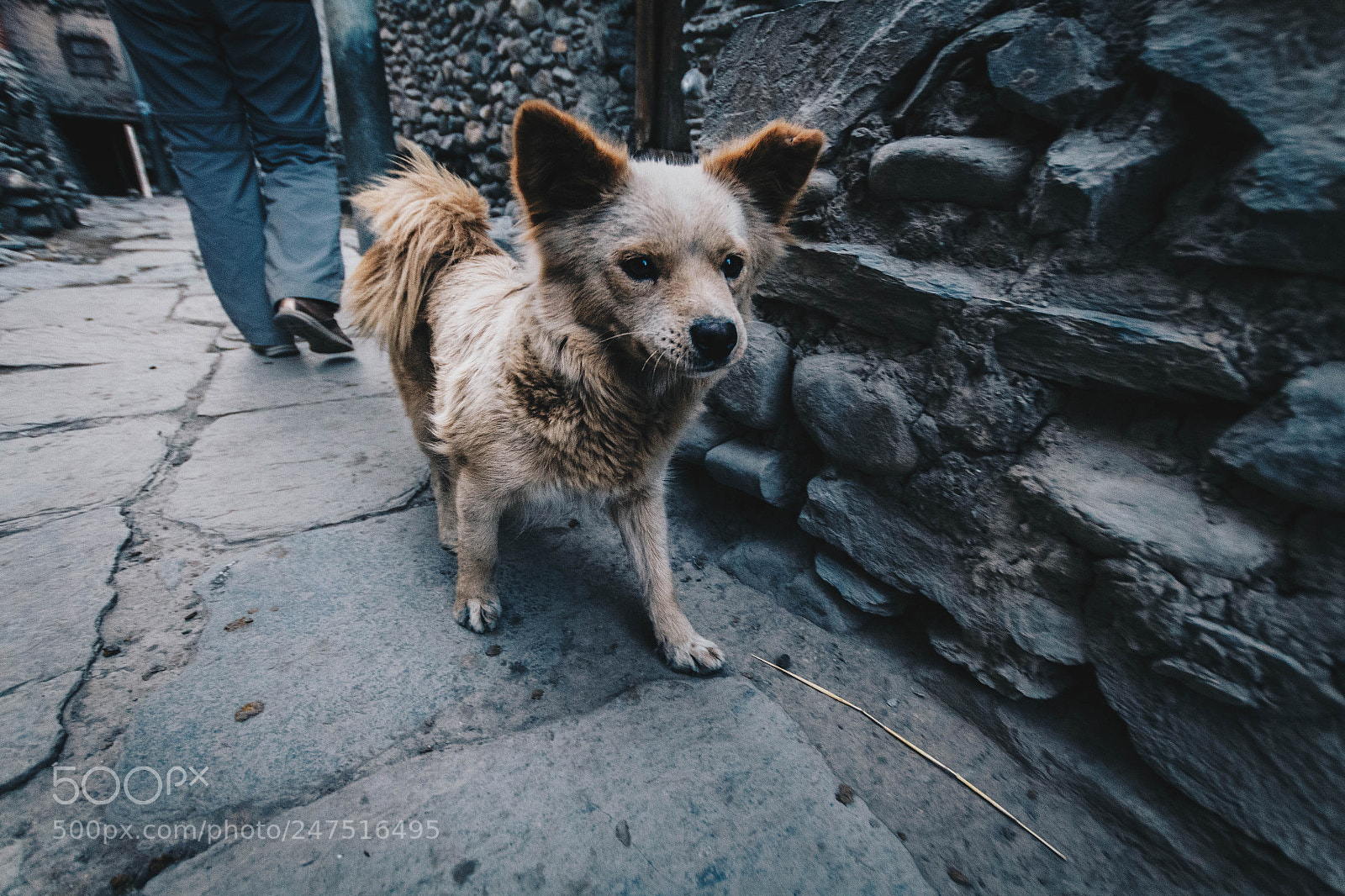 Canon EOS 700D (EOS Rebel T5i / EOS Kiss X7i) sample photo. Nepal 2017 photography