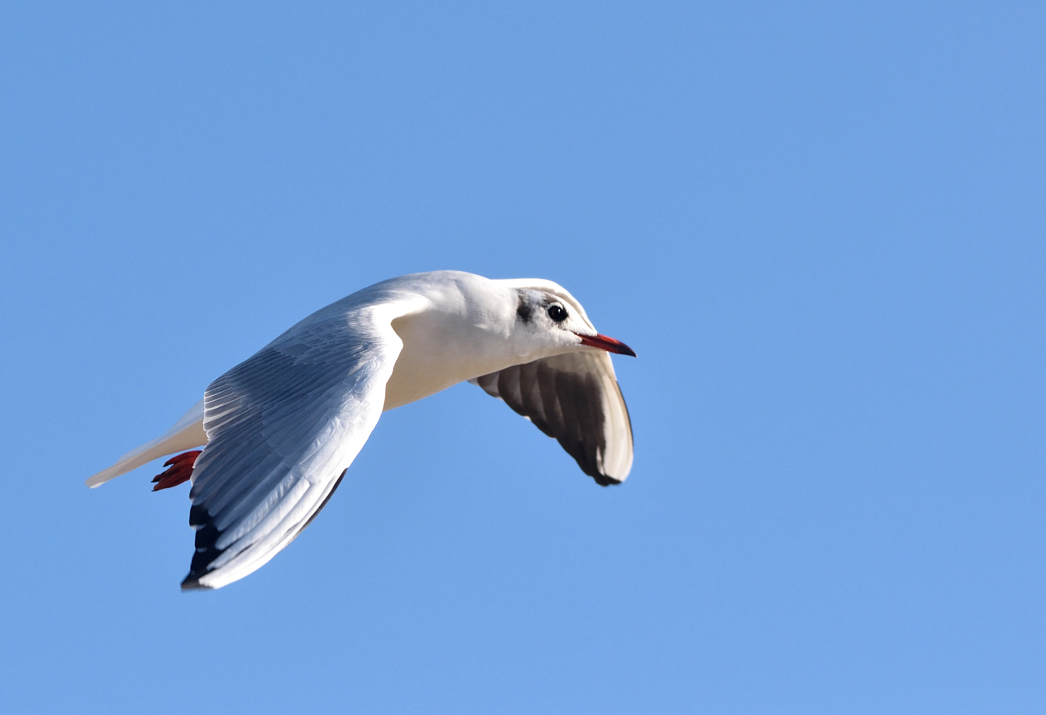 Nikon D3300 + Sigma 150-500mm F5-6.3 DG OS HSM sample photo. Black headed gull photography