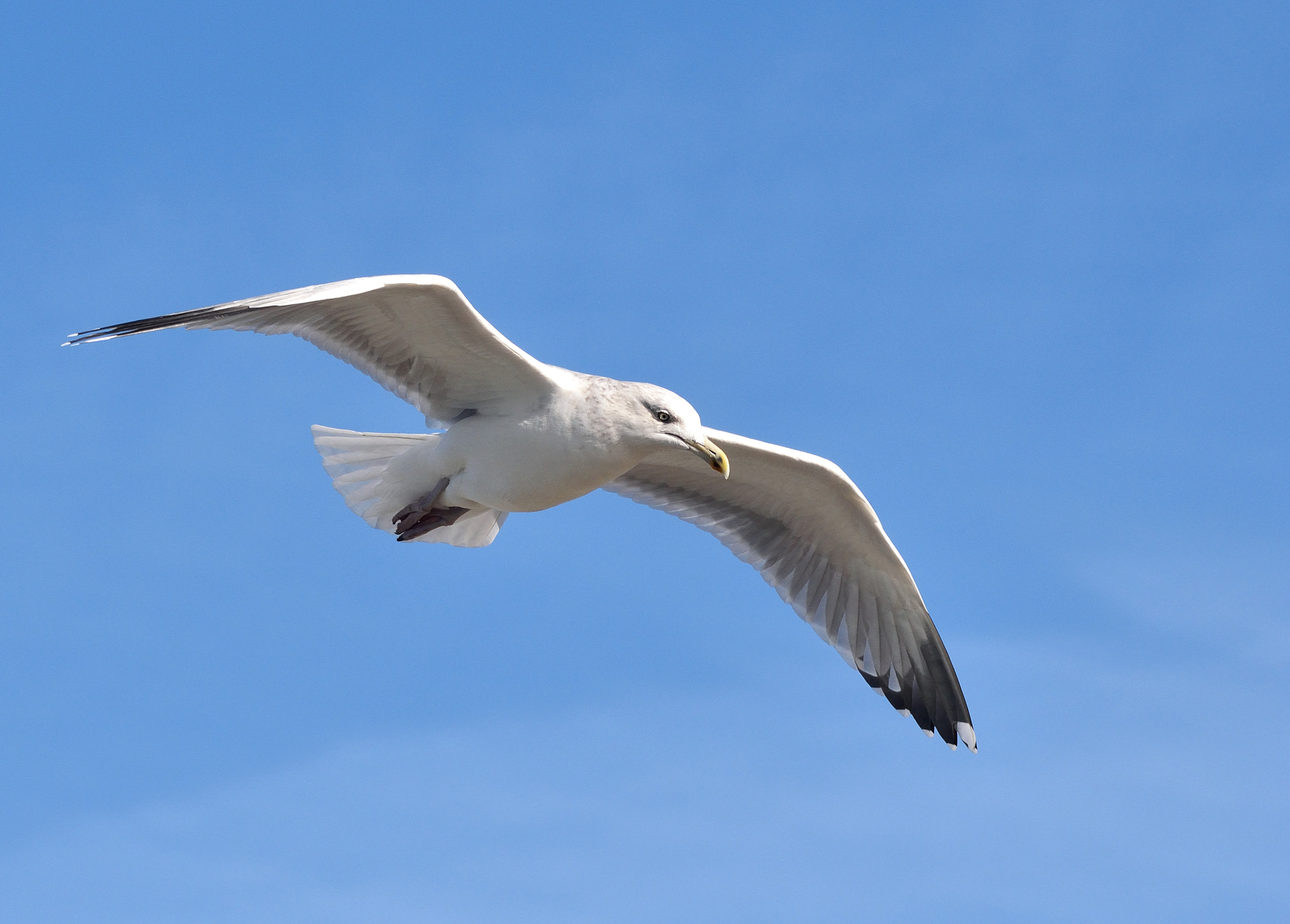 Nikon D3300 + Sigma 150-500mm F5-6.3 DG OS HSM sample photo. Herring gull photography