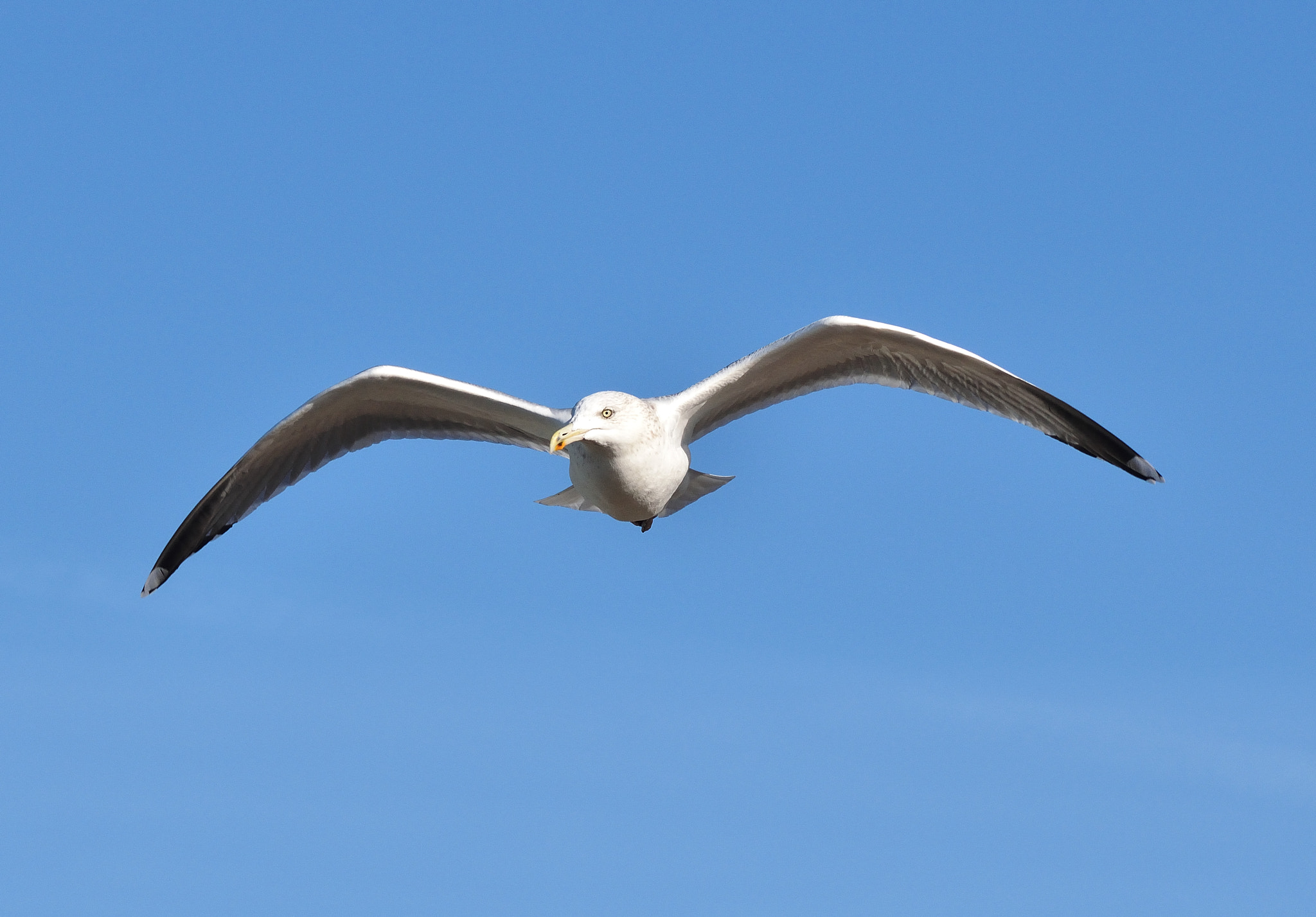 Nikon D3300 + Sigma 150-500mm F5-6.3 DG OS HSM sample photo. Herring gull photography