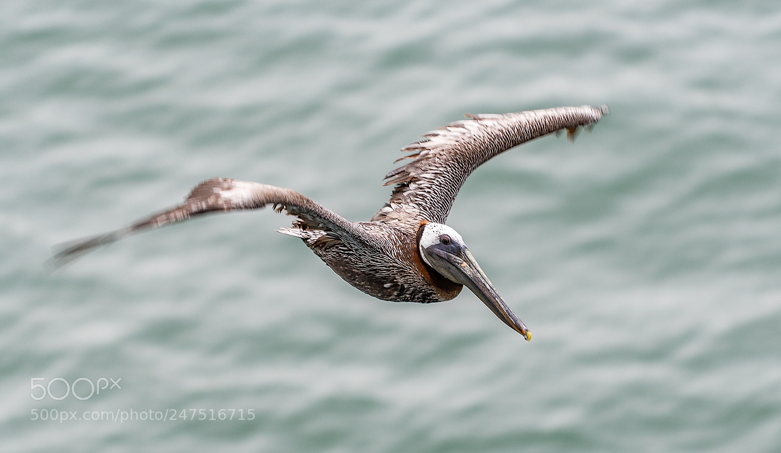 Nikon D500 sample photo. Pelican photography