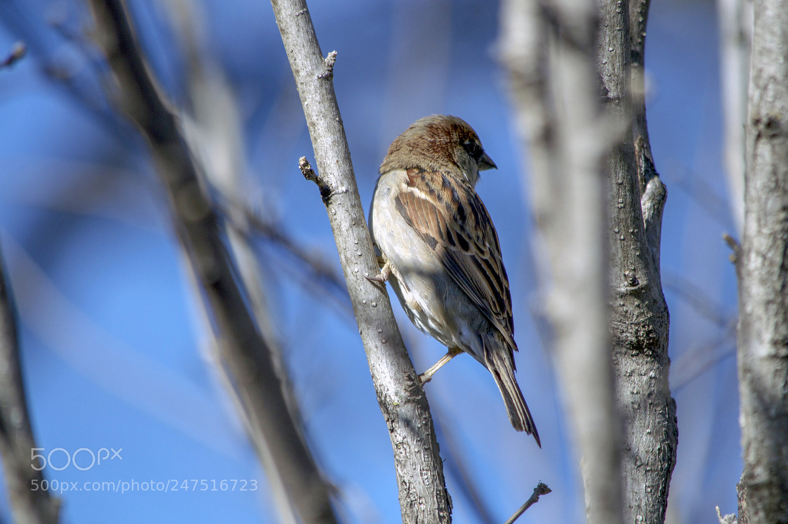 Nikon D3200 sample photo. Blue sky, welcome! photography