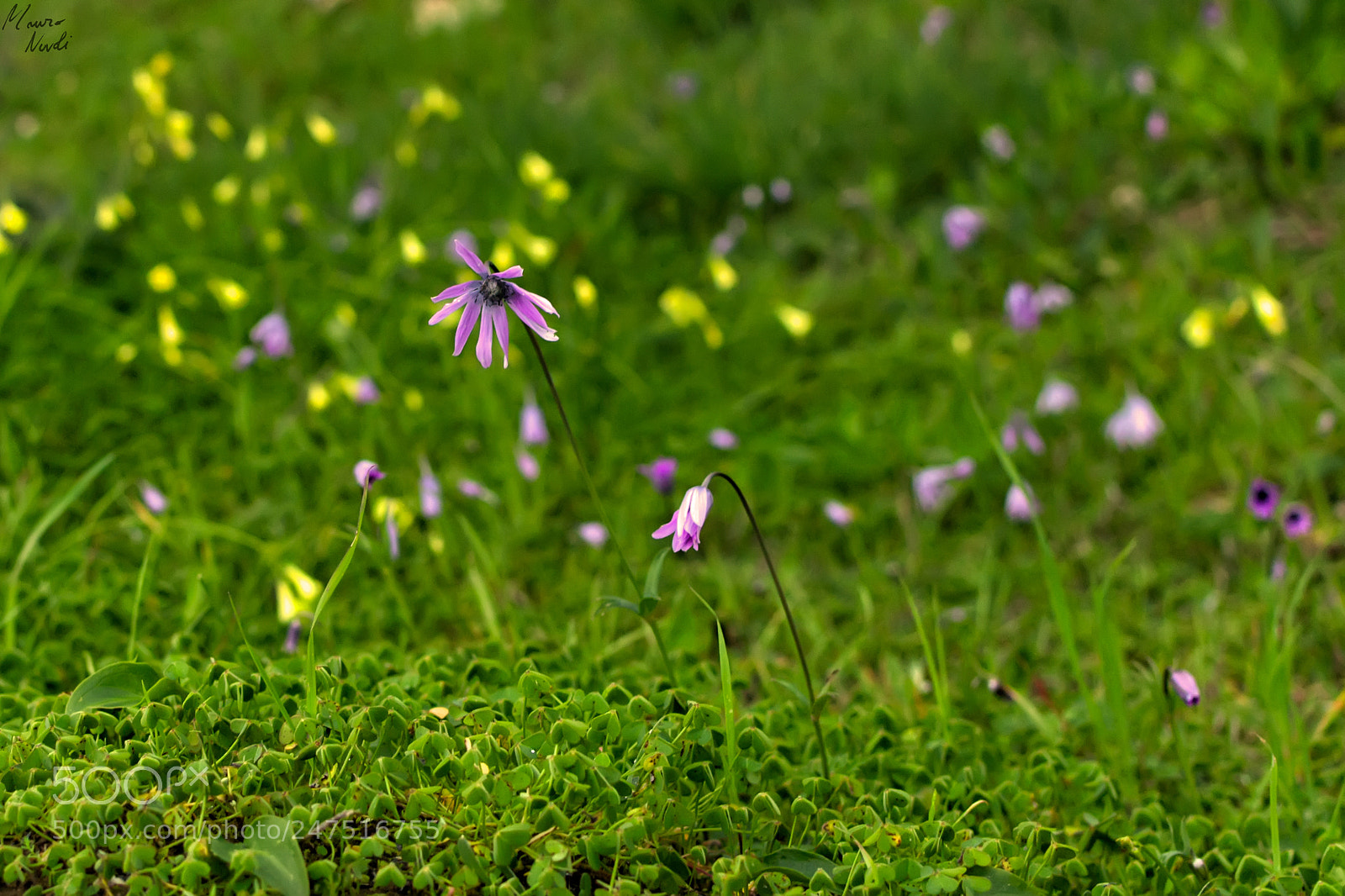 Nikon D3100 sample photo. Nature colors photography