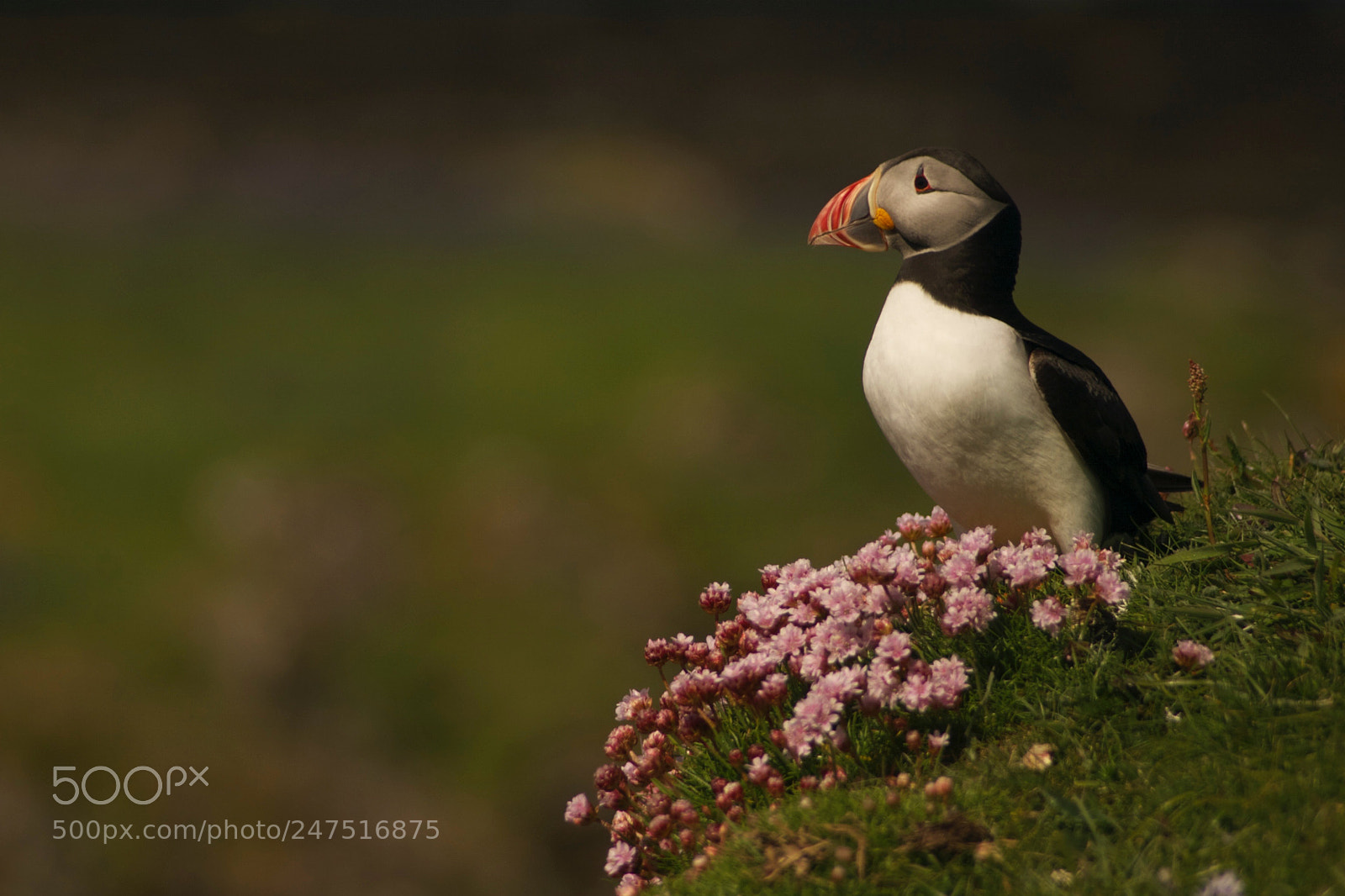 Canon EOS 10D sample photo. Puffin with flowers photography