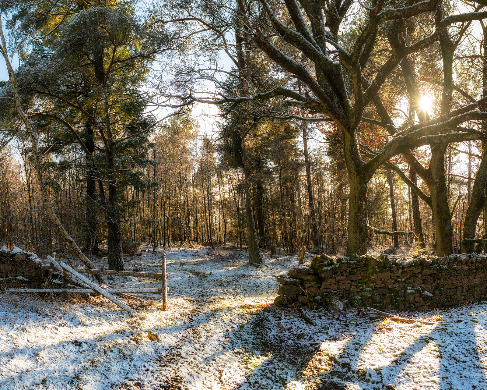 Nikon D800E sample photo. Maskriggs wood photography