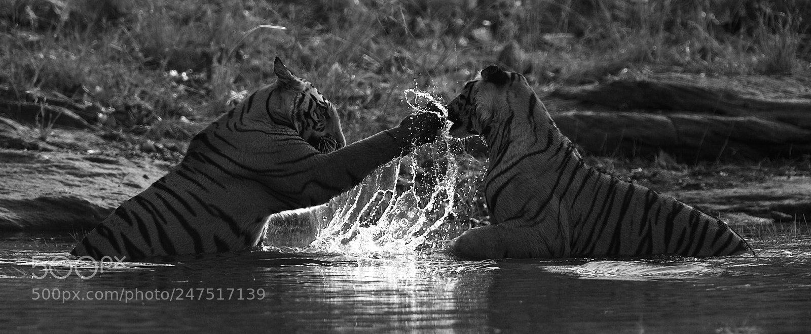 Canon EOS 5D sample photo. Tiger in water fight photography