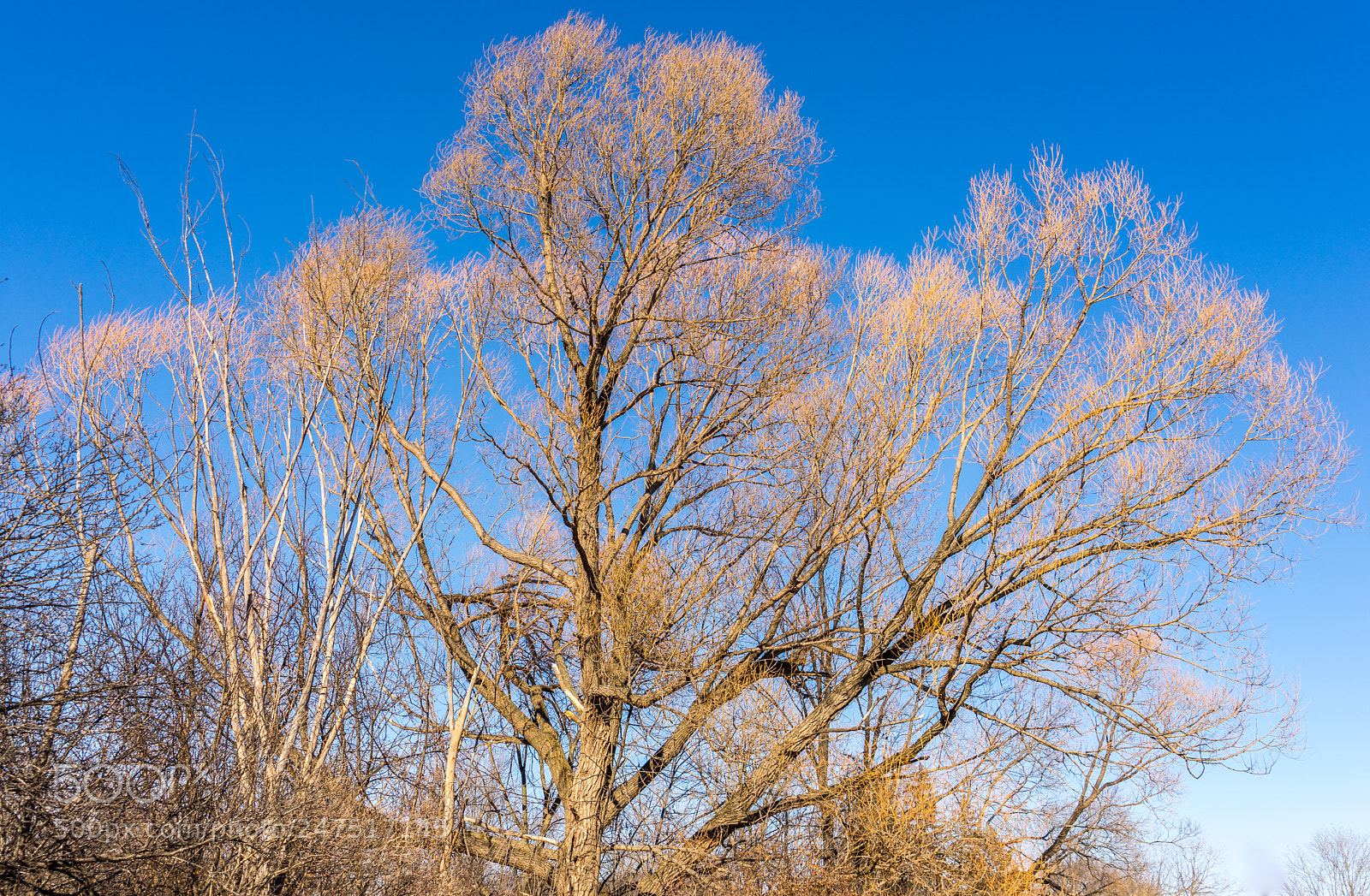 Sony a7 II sample photo. Winter tree in the photography