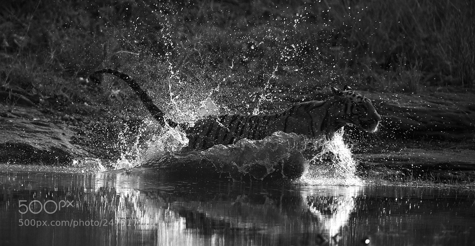 Canon EOS 5D sample photo. Tiger running through water photography