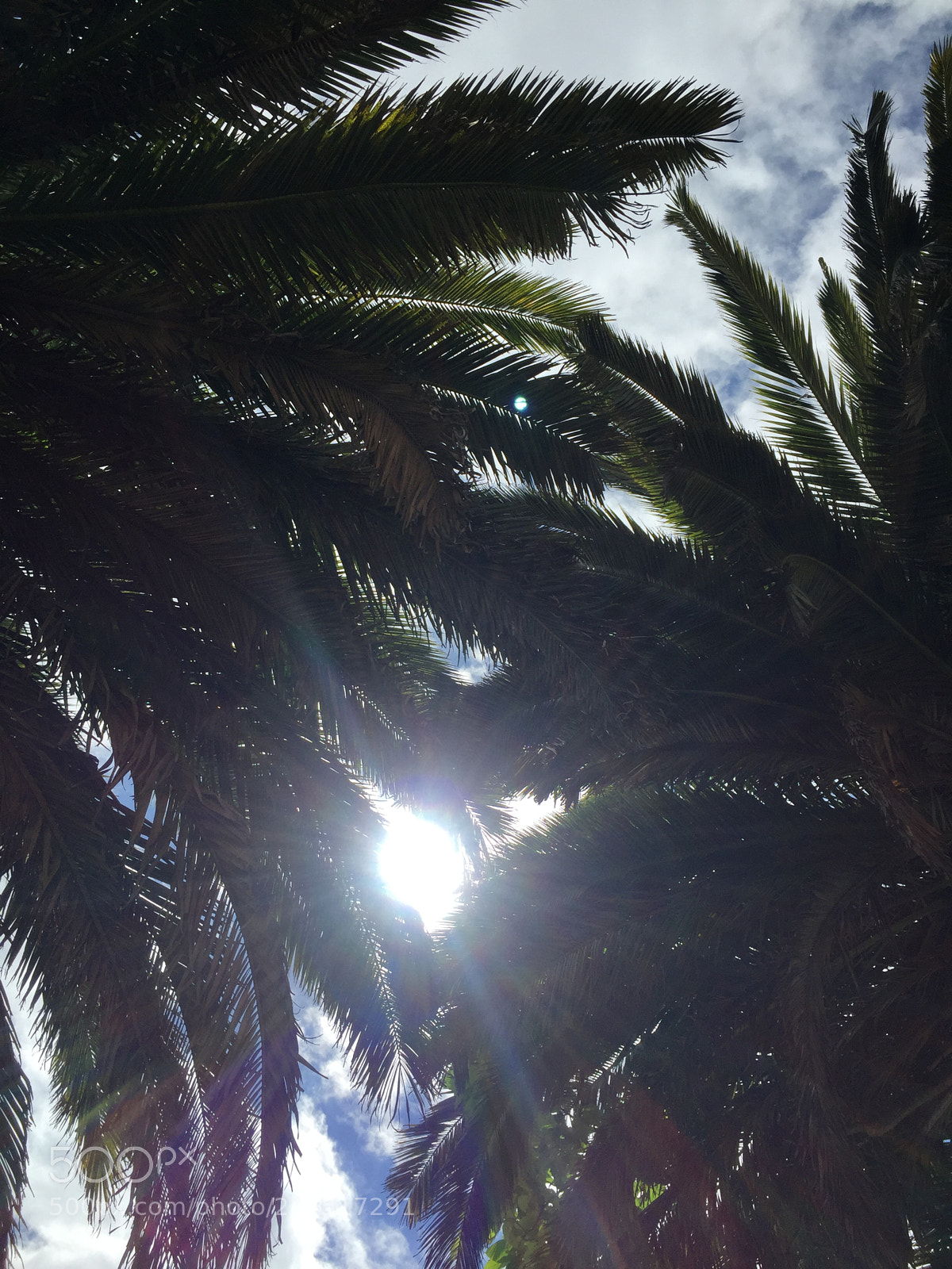 Apple iPhone 6 sample photo. ? photography