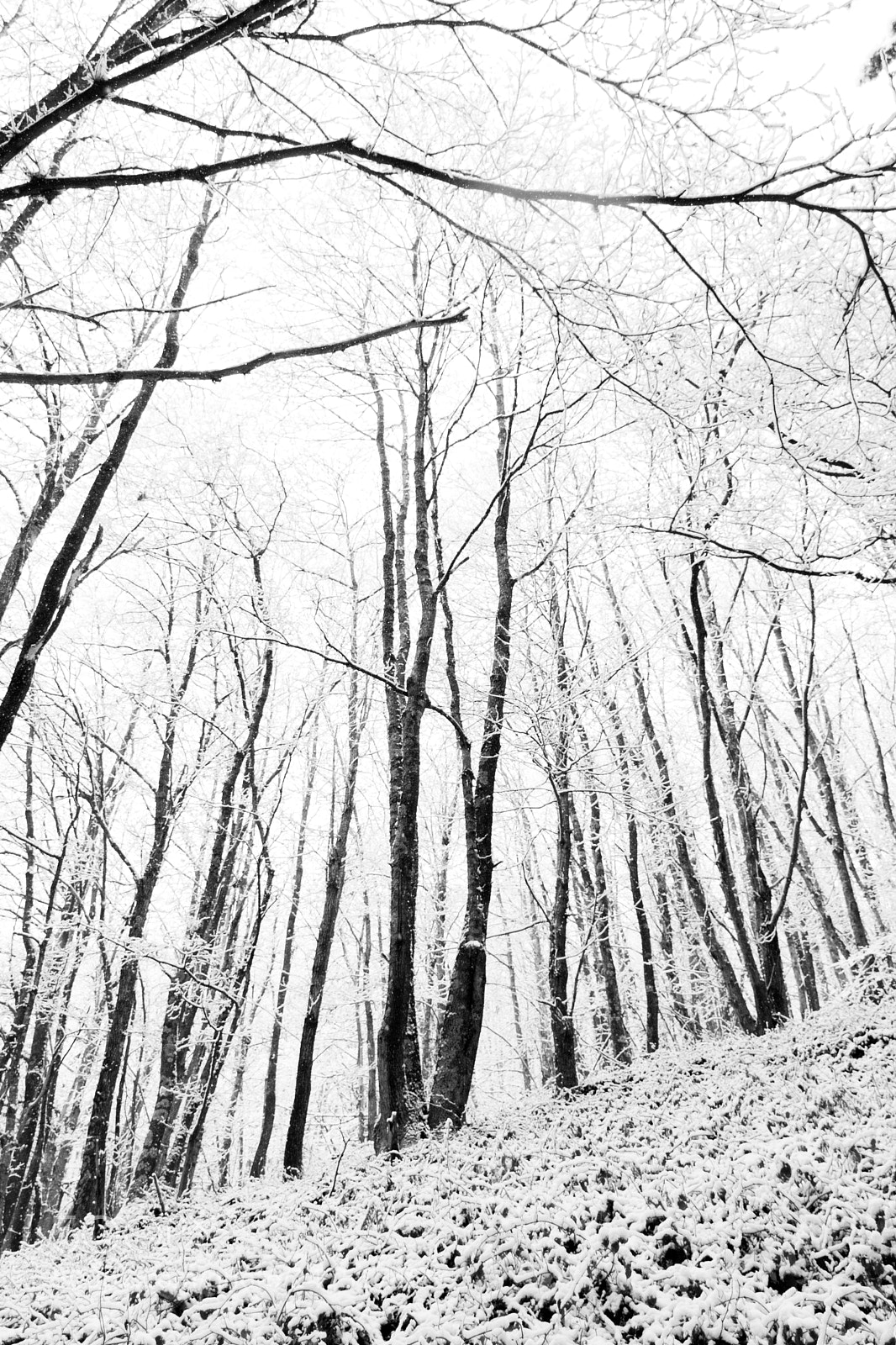 Nikon D5500 sample photo. Black and white forest photography