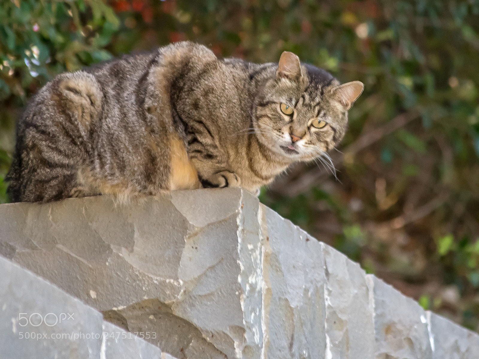 Nikon D3100 sample photo. Cat looking down photography