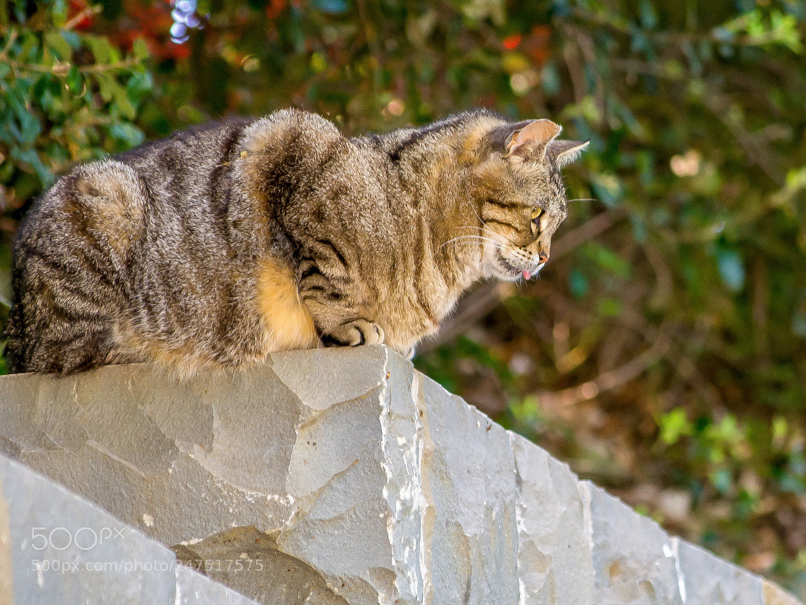 Nikon D3100 sample photo. Cat sticking out tongue photography