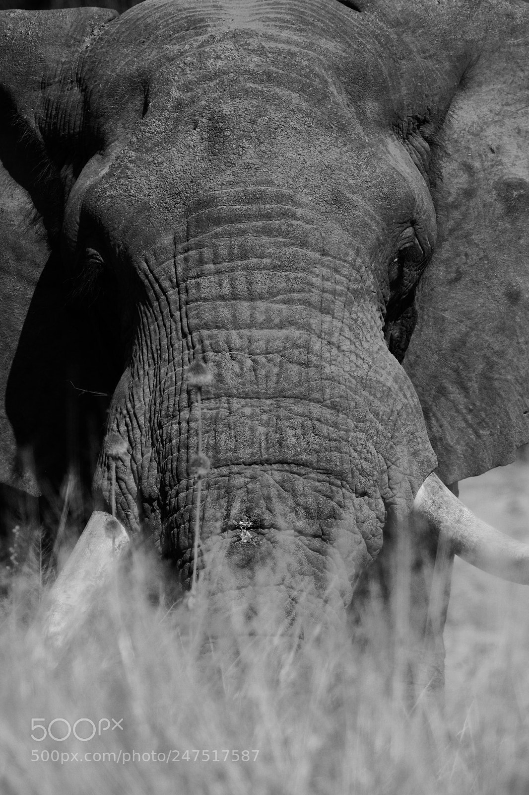 Canon EOS 7D sample photo. Bull elephant peers over photography