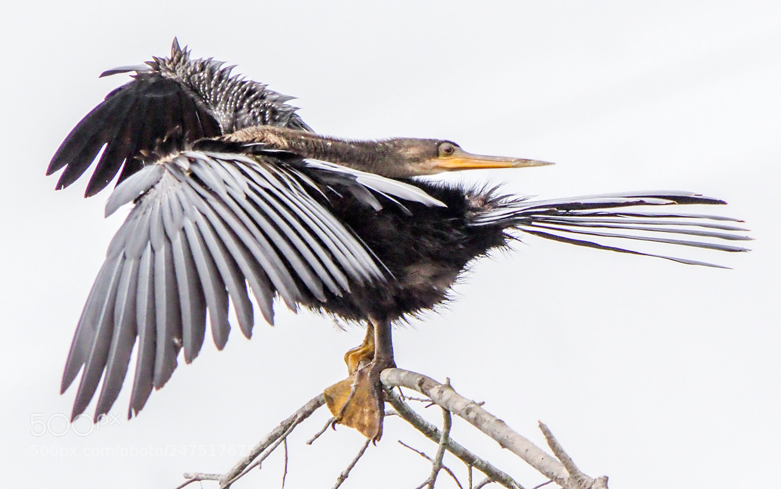 Olympus OM-D E-M1 Mark II sample photo. Anhinga photography