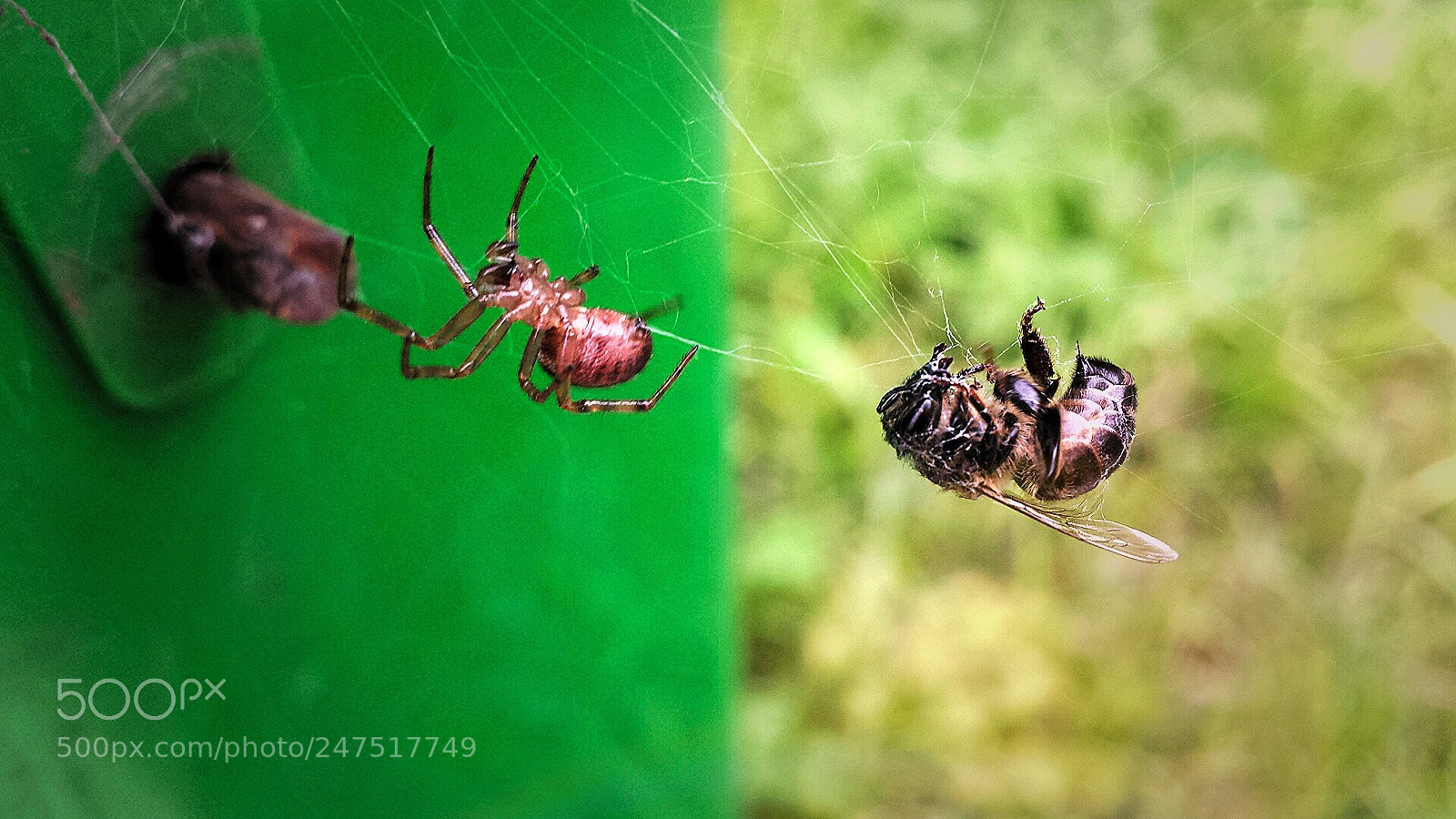 Samsung Galaxy S4 sample photo. Spider and bee photography