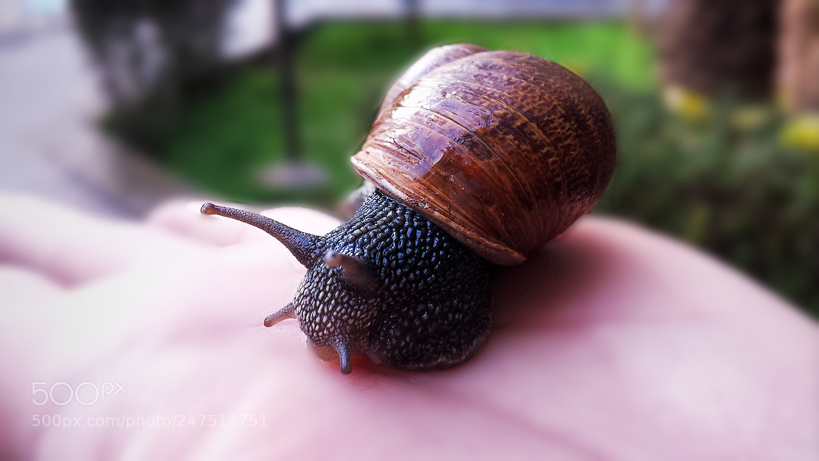 Samsung Galaxy S4 sample photo. Snail photography
