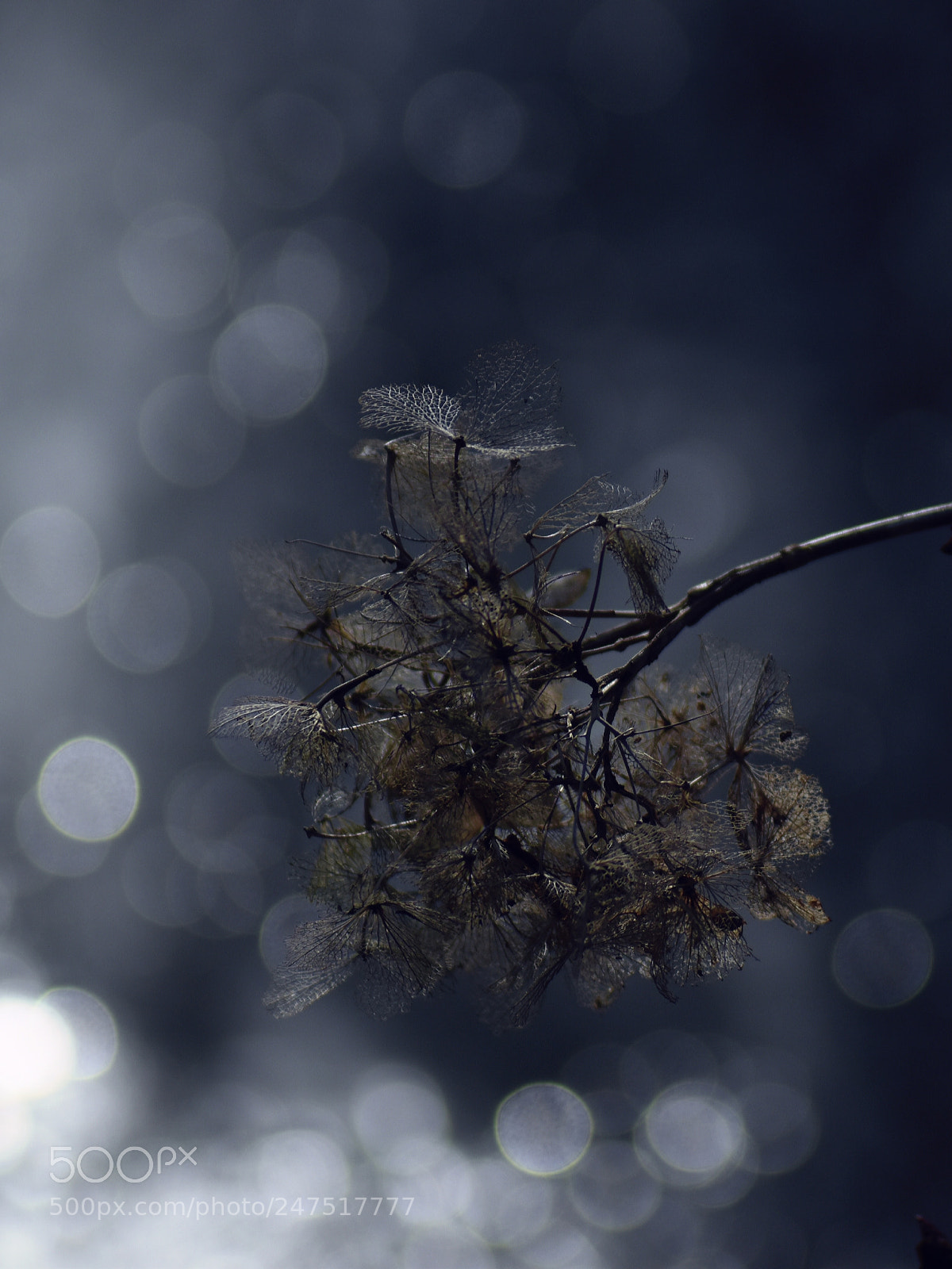 Nikon D5500 sample photo. *eiszeit* photography
