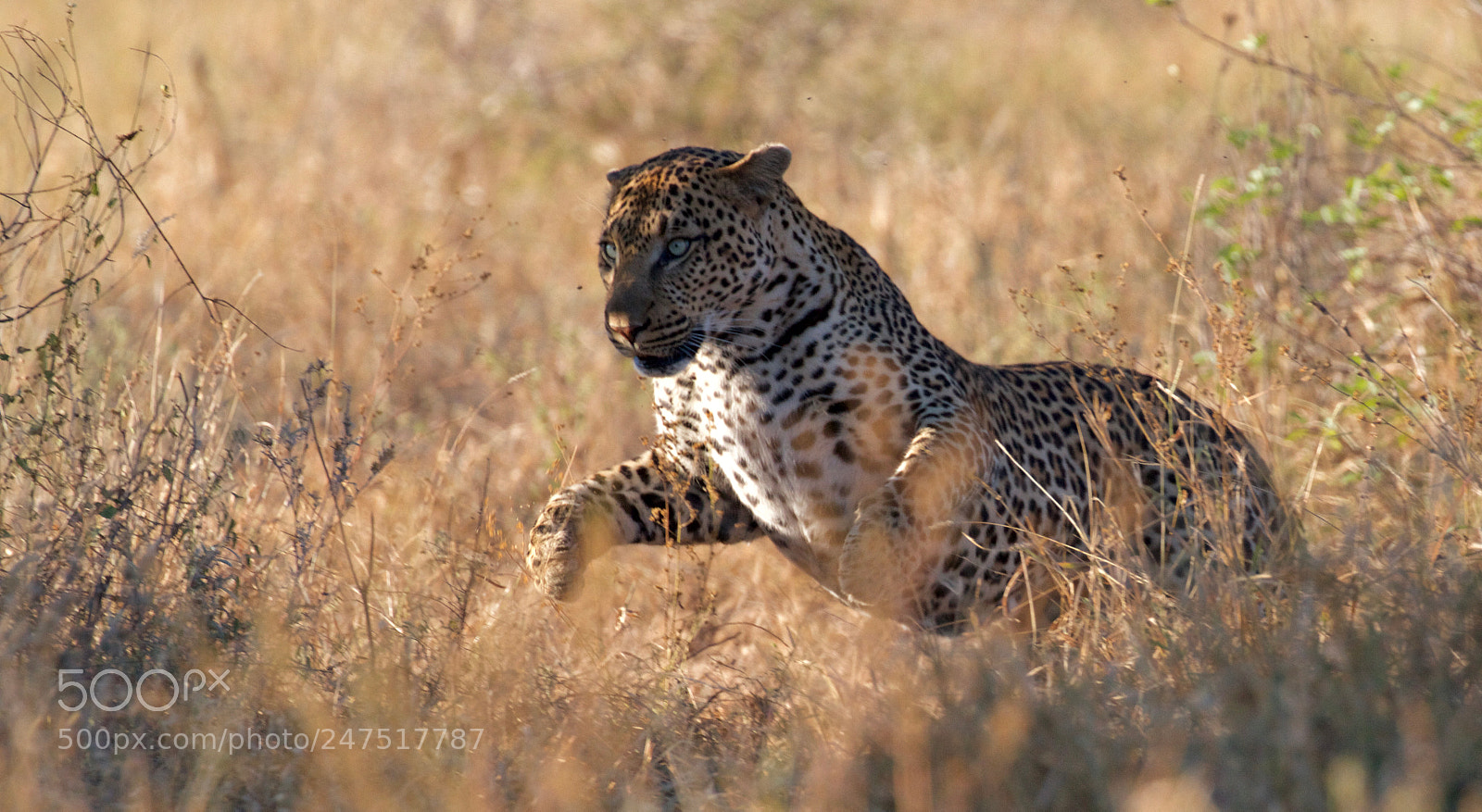 Canon EOS 7D sample photo. Male leopard on the photography