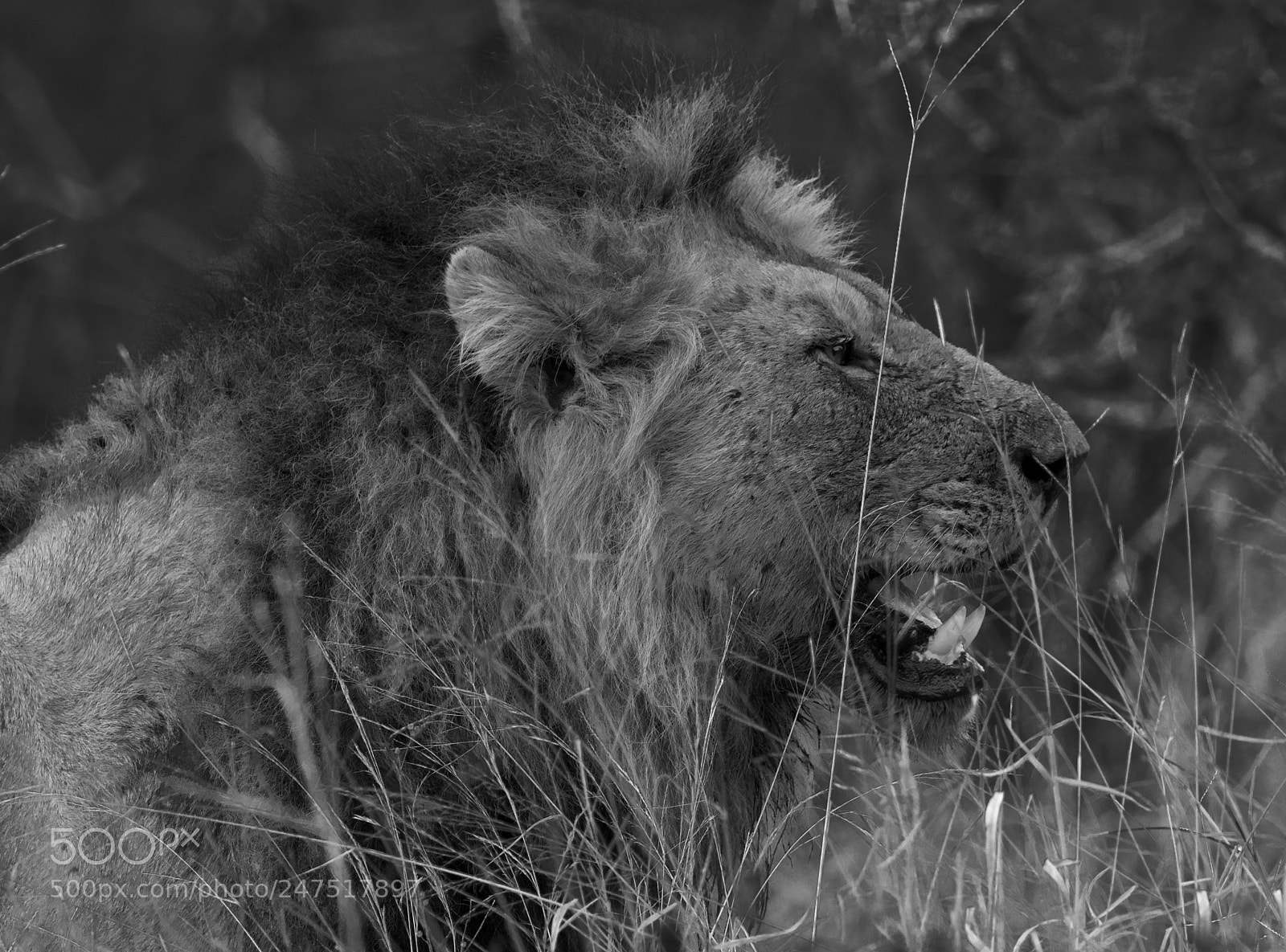 Canon EOS 7D sample photo. Male lion - more photography