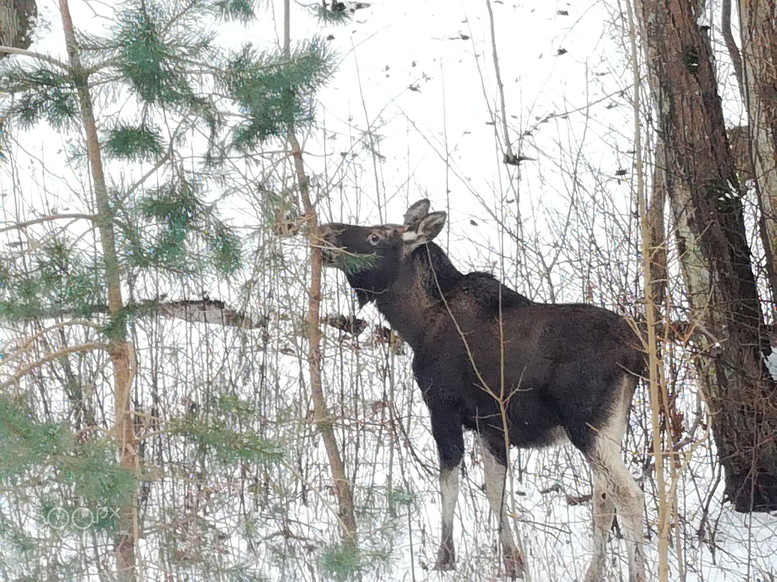 HUAWEI Honor 5C sample photo. Moose runing around photography