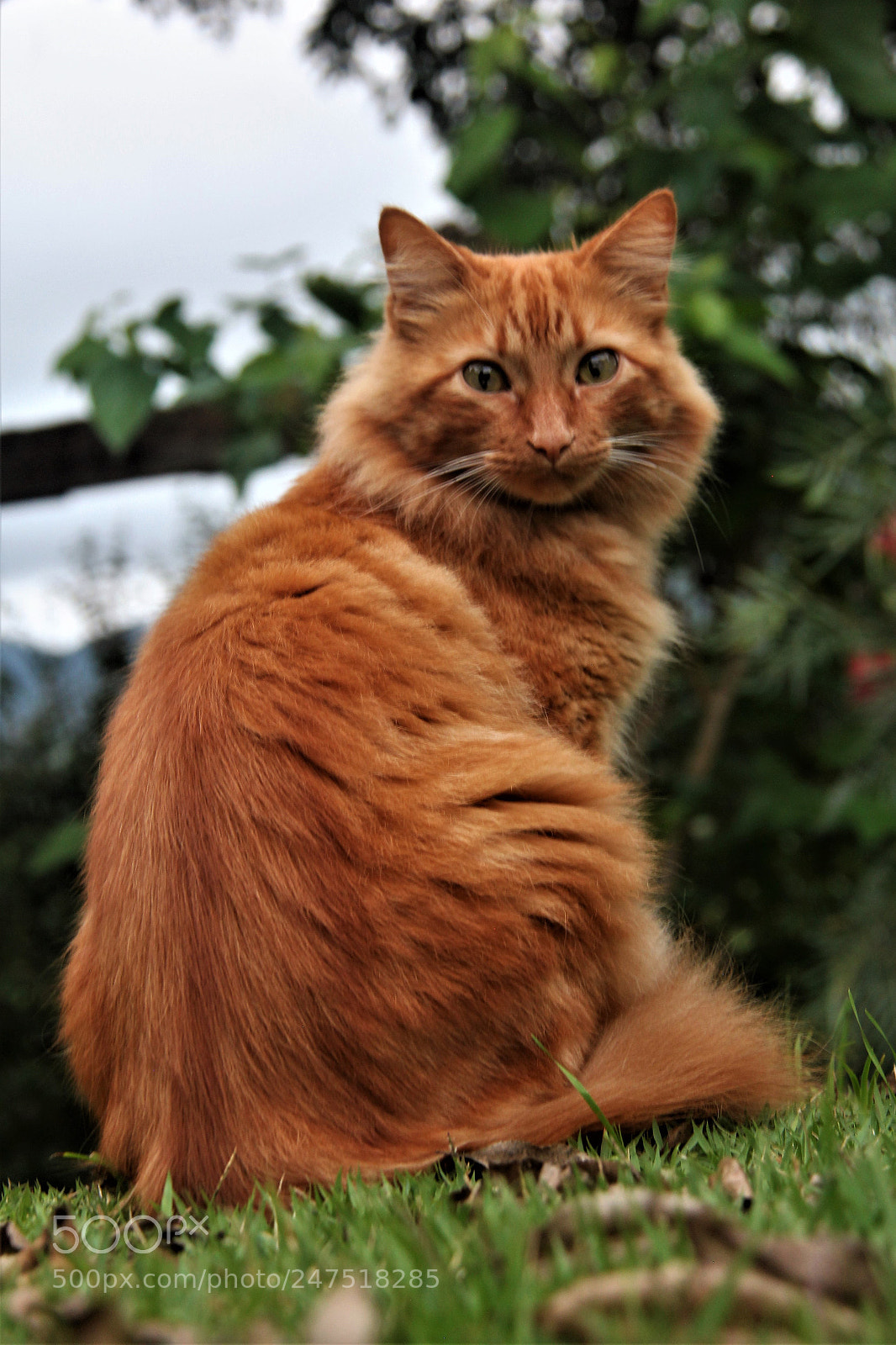 Canon EOS 60D sample photo. Untitled photography