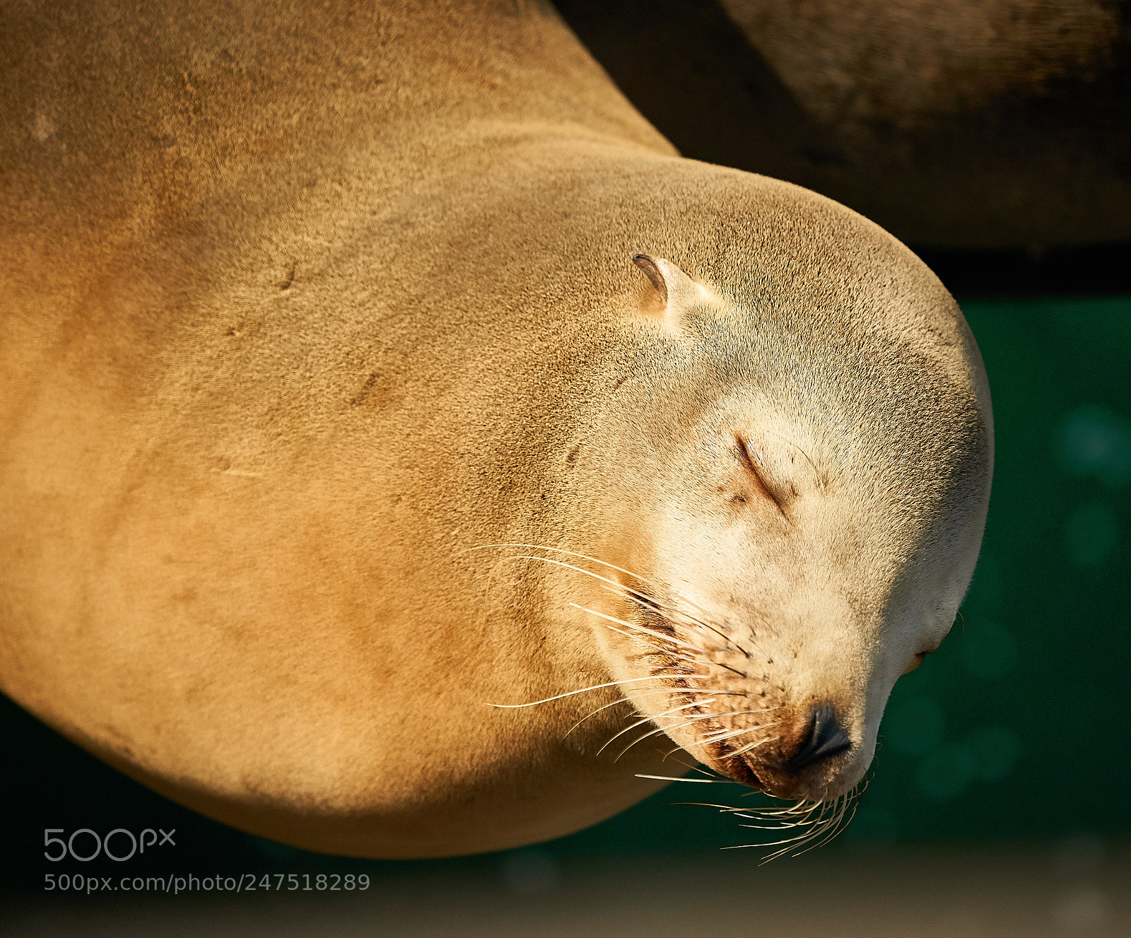 Sony a9 sample photo. California sea lion photography