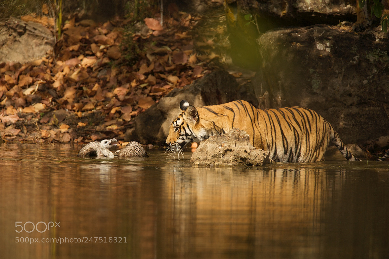 Canon EOS 5D sample photo. Tiger and vulture stand-off photography