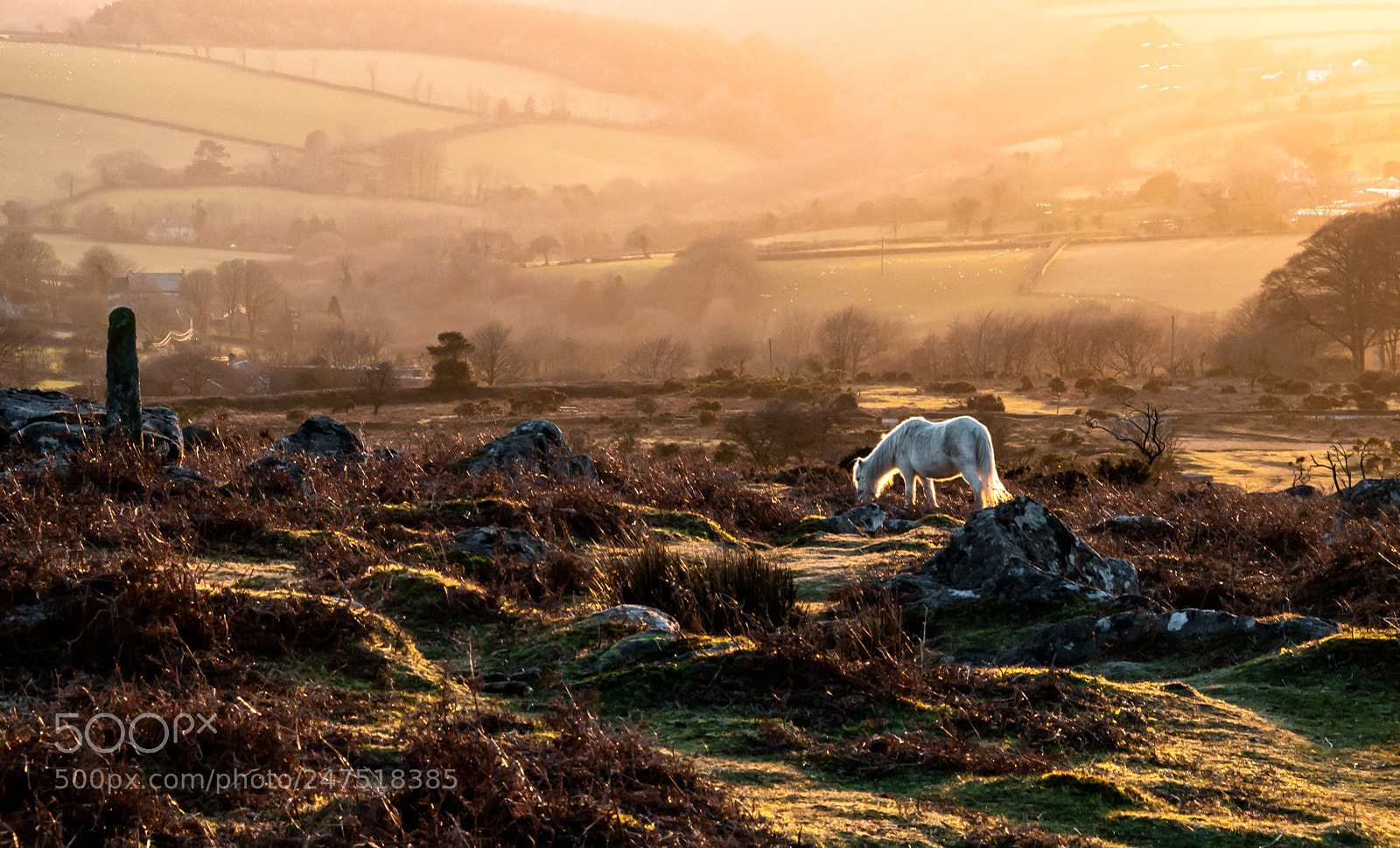 Nikon D5000 sample photo. White pony on dartmoor photography