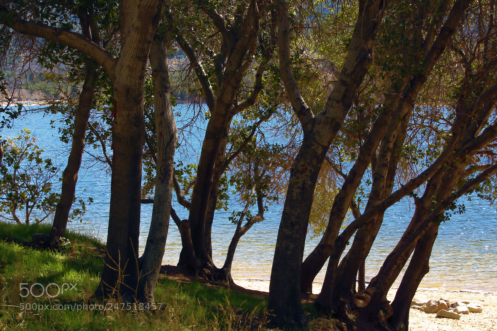 Canon EOS 1300D (EOS Rebel T6 / EOS Kiss X80) sample photo. Forest shore photography