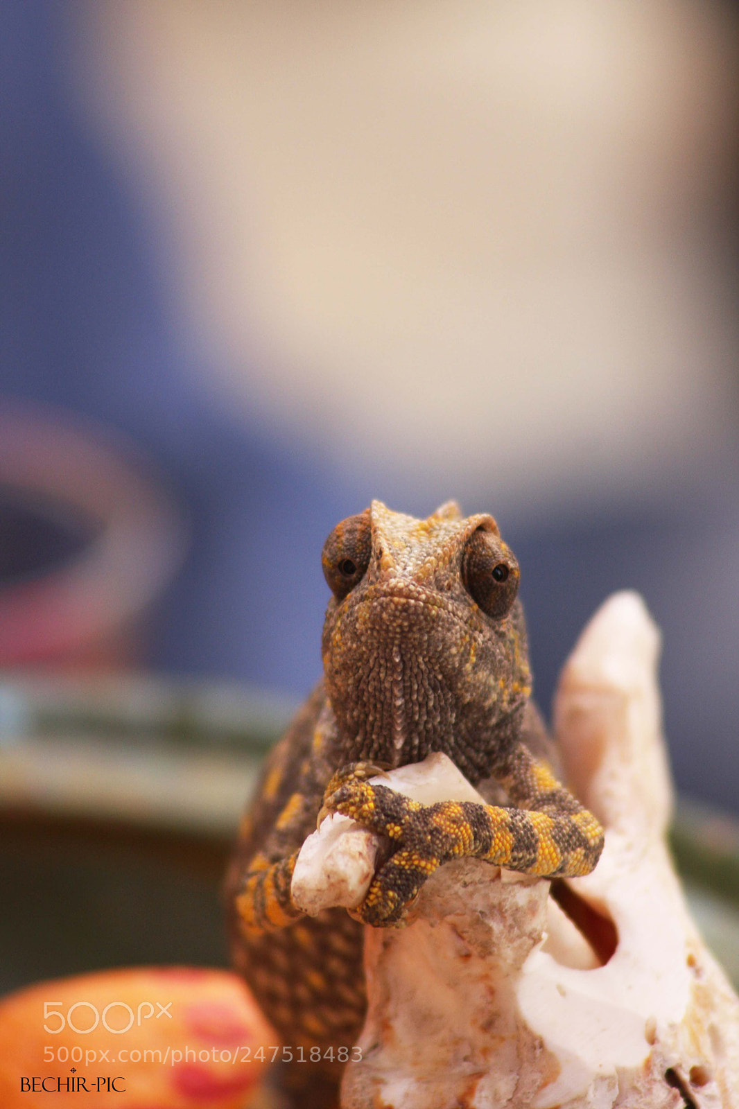Canon EOS 40D sample photo. Untitled photography