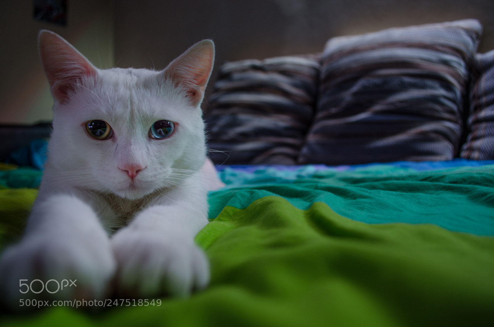 Nikon D5100 sample photo. Motansky in bed photography
