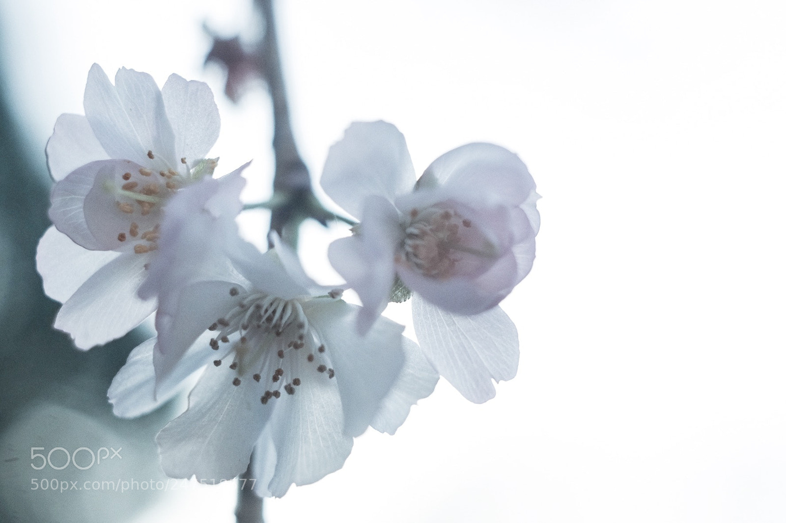 Fujifilm X-T20 sample photo. Frozen cherry blossom photography