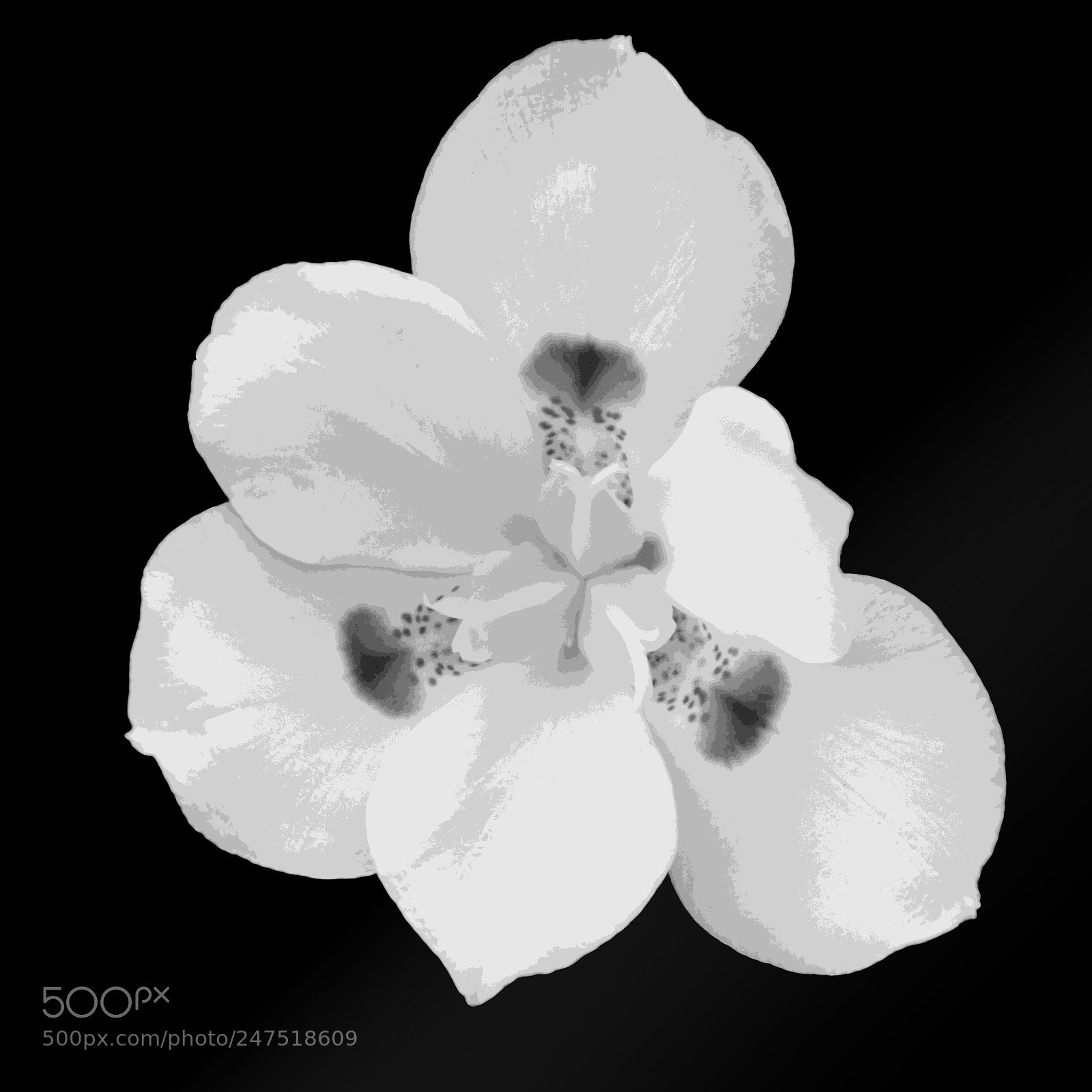 Canon EOS 760D (EOS Rebel T6s / EOS 8000D) sample photo. Bermuda flower black and photography