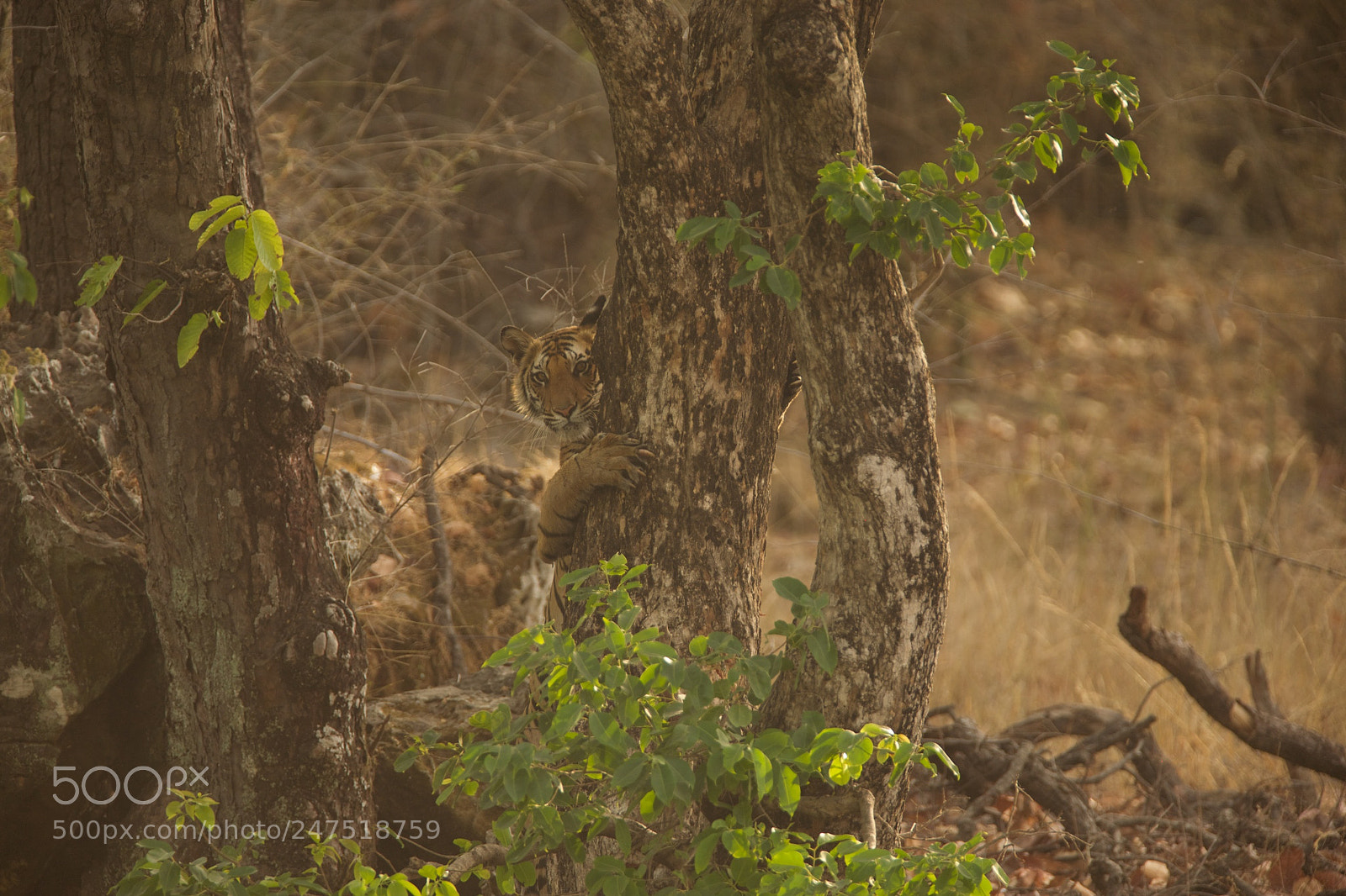 Canon EOS 5D sample photo. Hide and seek with photography