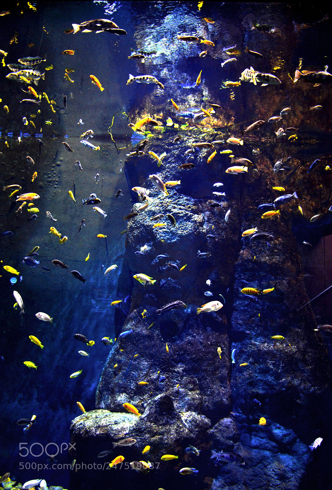 Nikon D3100 sample photo. Colorful live photography