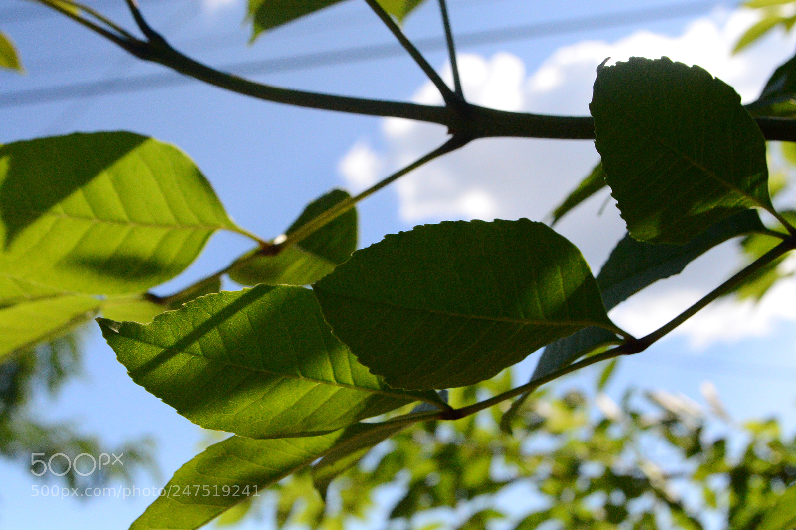 Nikon D3100 sample photo. Green plant :) photography