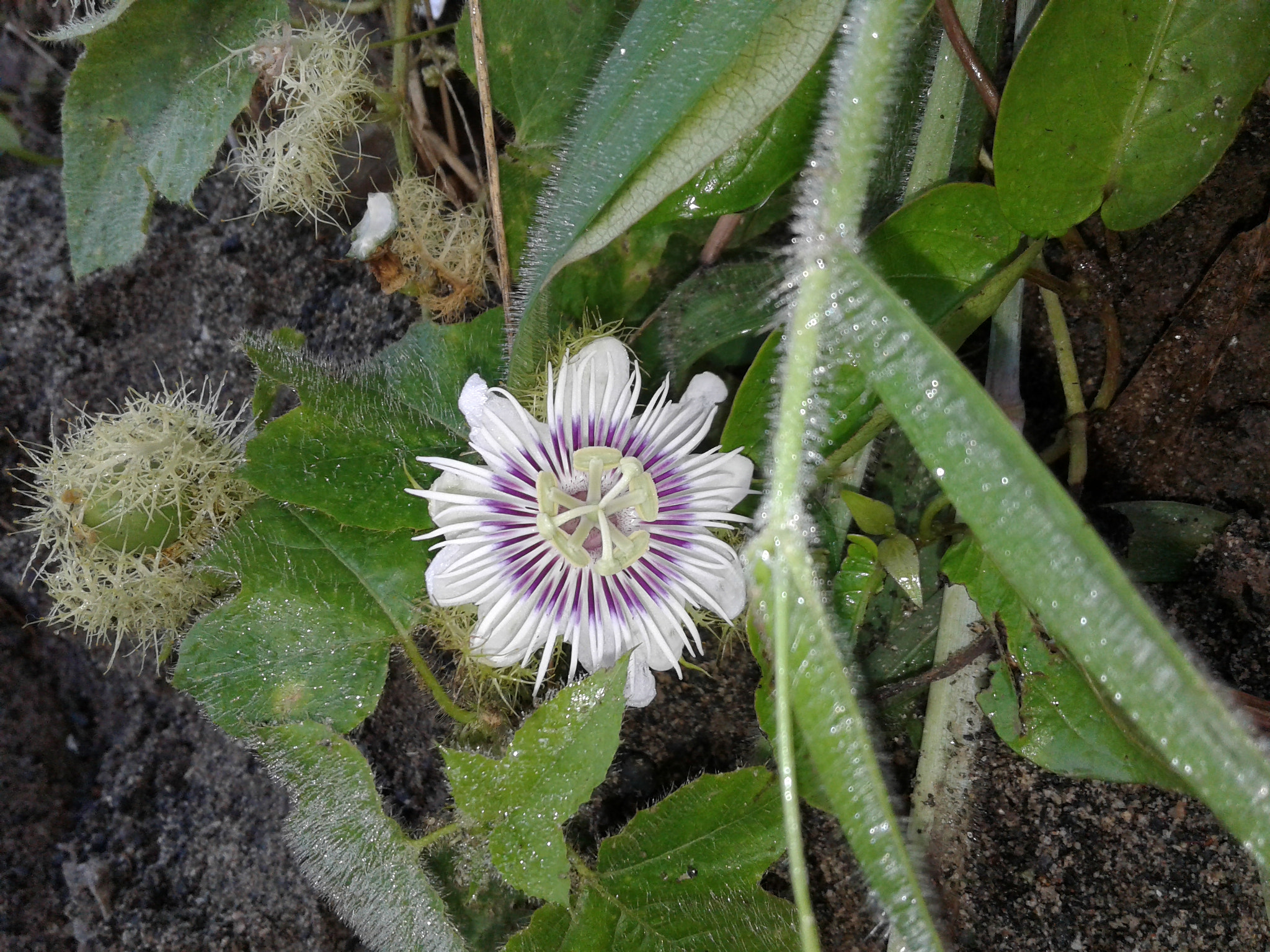 Samsung Galaxy J1 Ace sample photo. Wild flower photography
