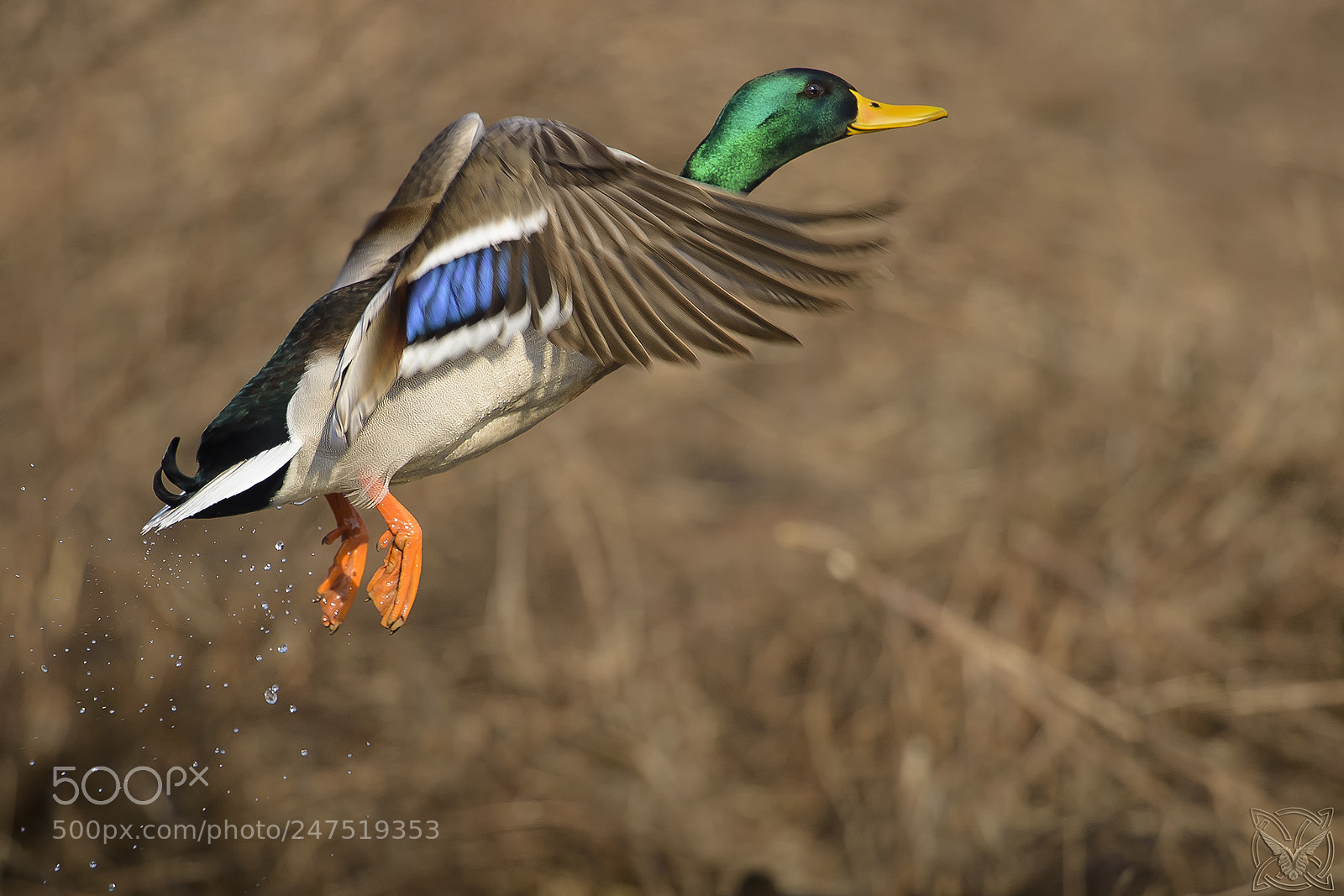 Nikon D4S sample photo. Anas platyrhynchos, germano reale,canard photography