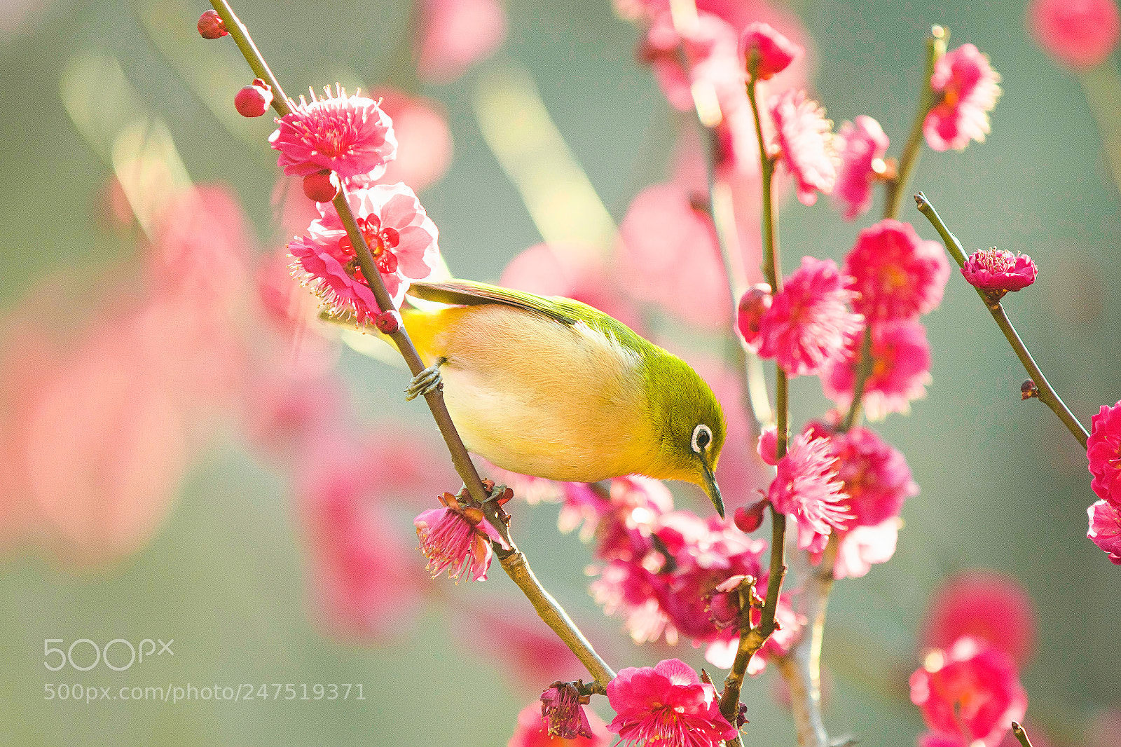 Canon EOS 7D Mark II sample photo. Perching on the spring photography