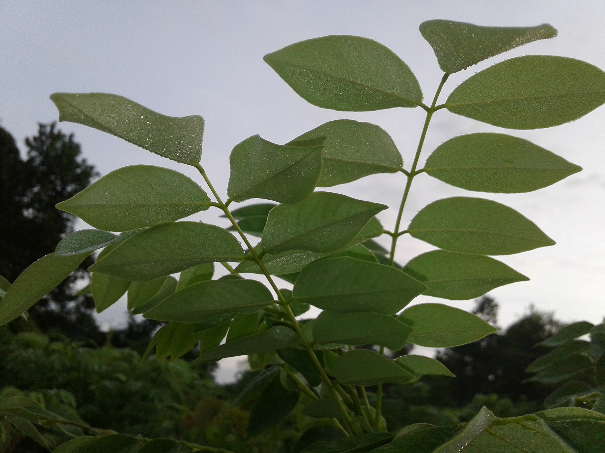 Samsung Galaxy J1 Ace sample photo. Wild plants photography