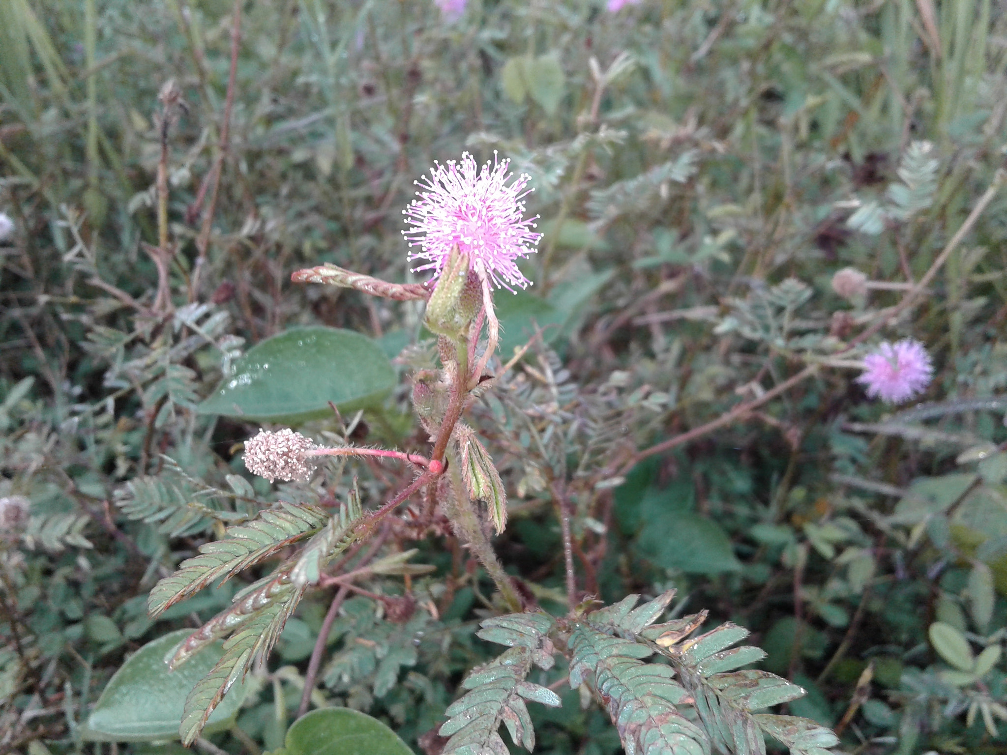 Samsung Galaxy J1 Ace sample photo. Pink flower photography
