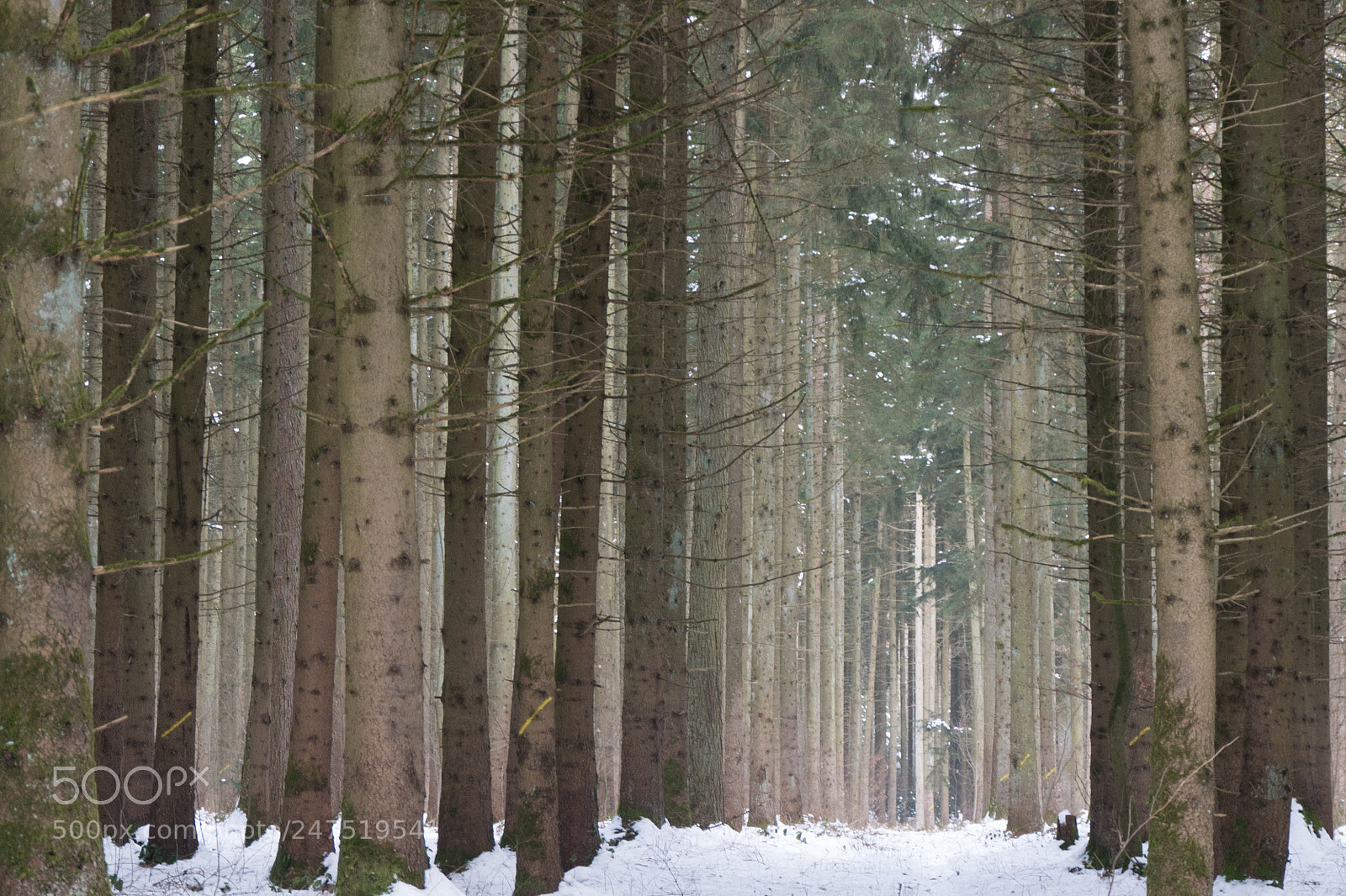 Panasonic DMC-G70 sample photo. Winter woodland photography