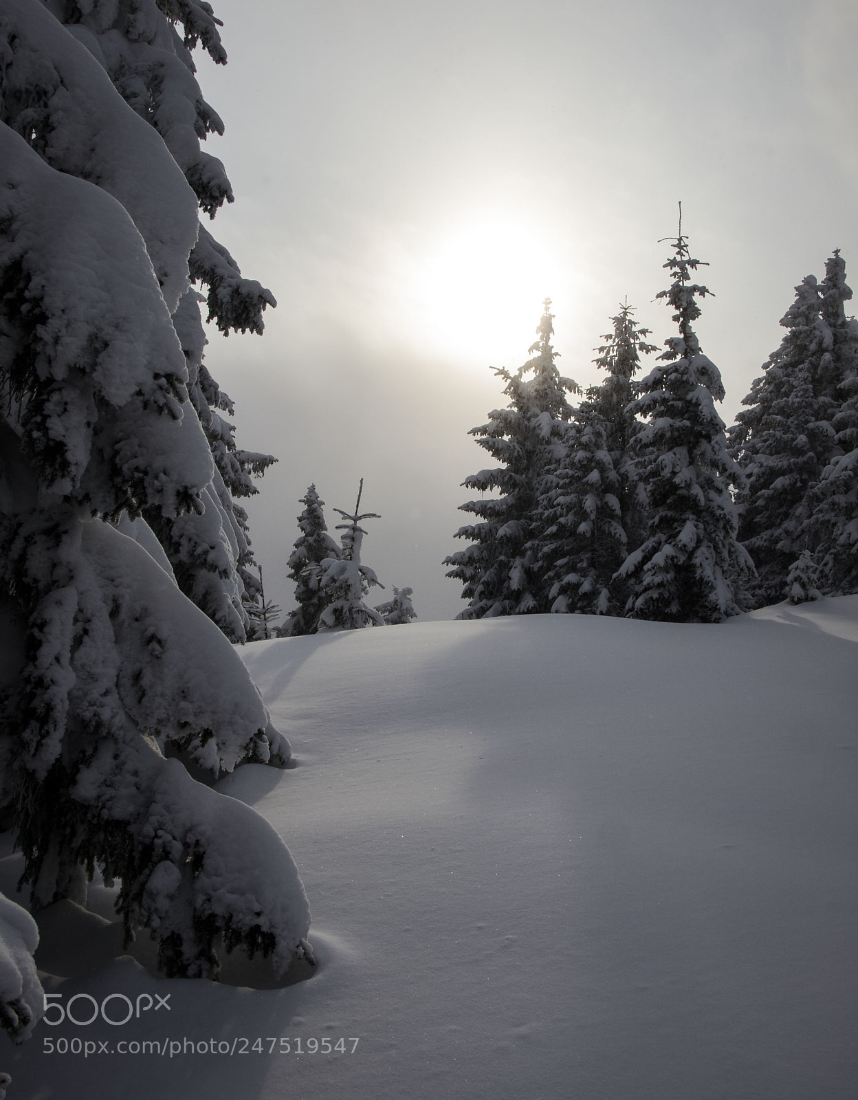 Olympus E-5 sample photo. Winter photography