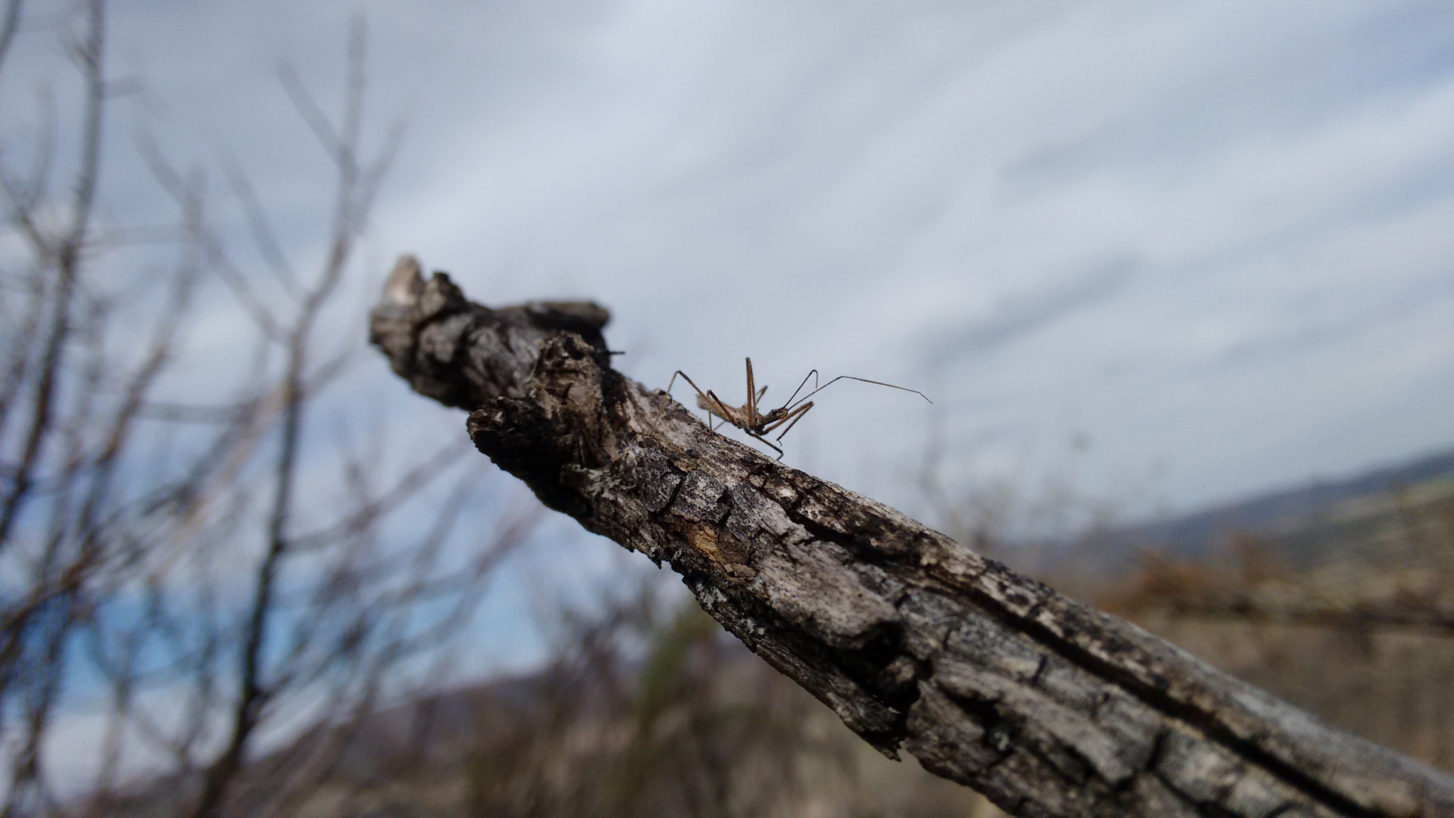 Motorola XT1063 sample photo. Little one! photography